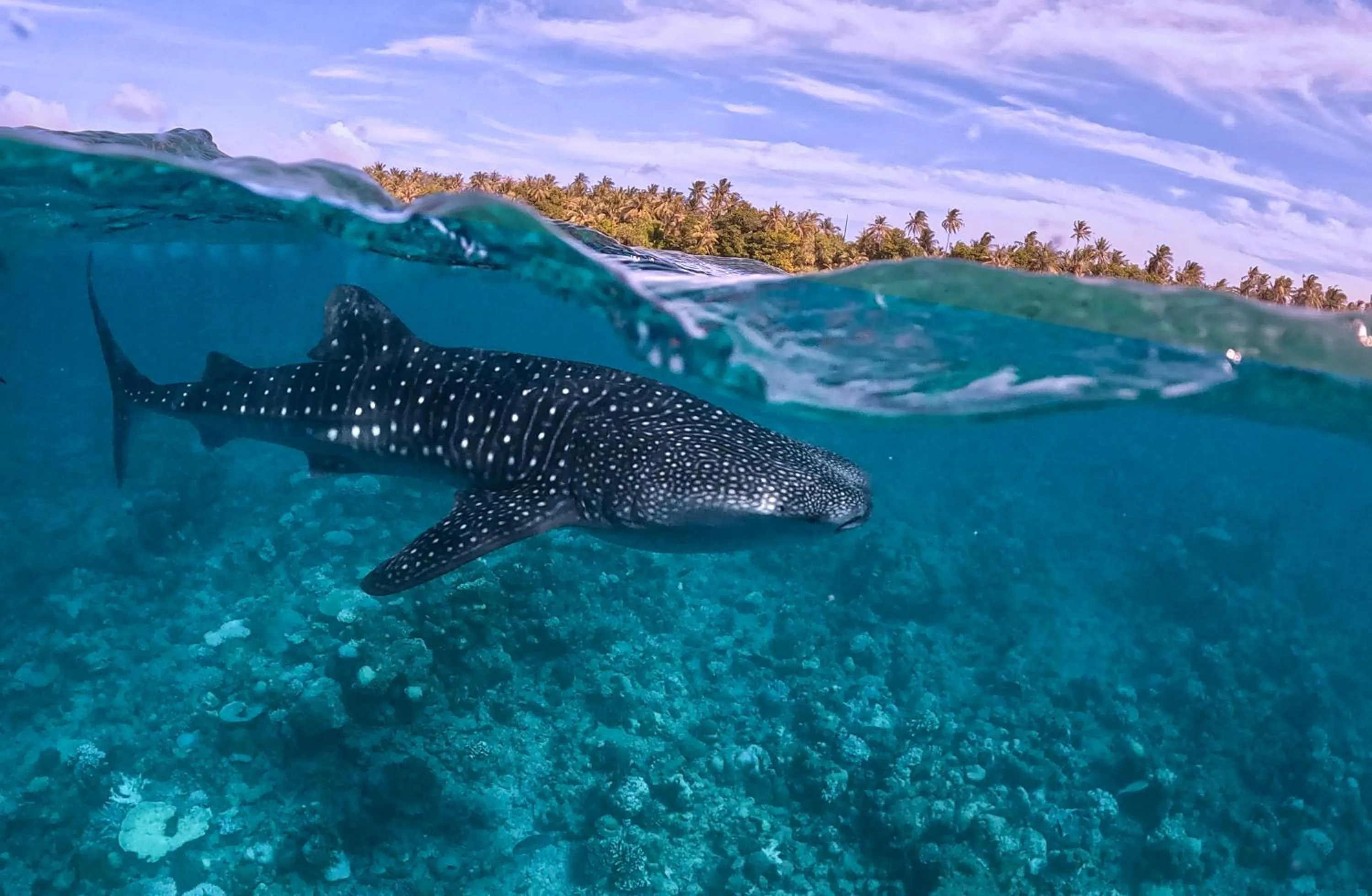 Snorkeling in Sands Grand