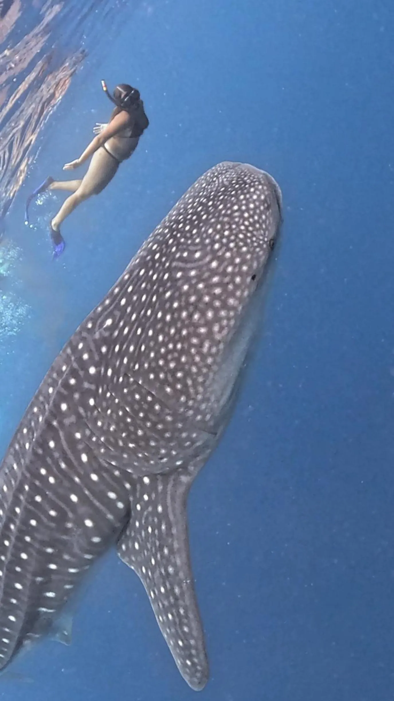 Snorkeling in Sands Grand
