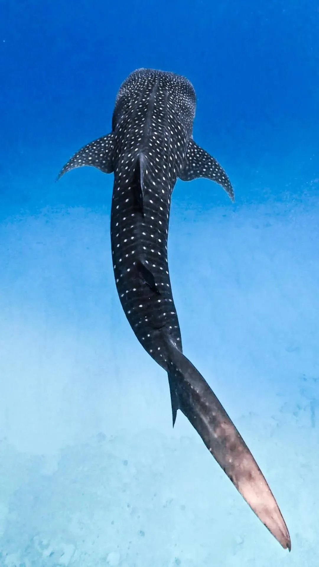 Snorkeling in Sands Grand