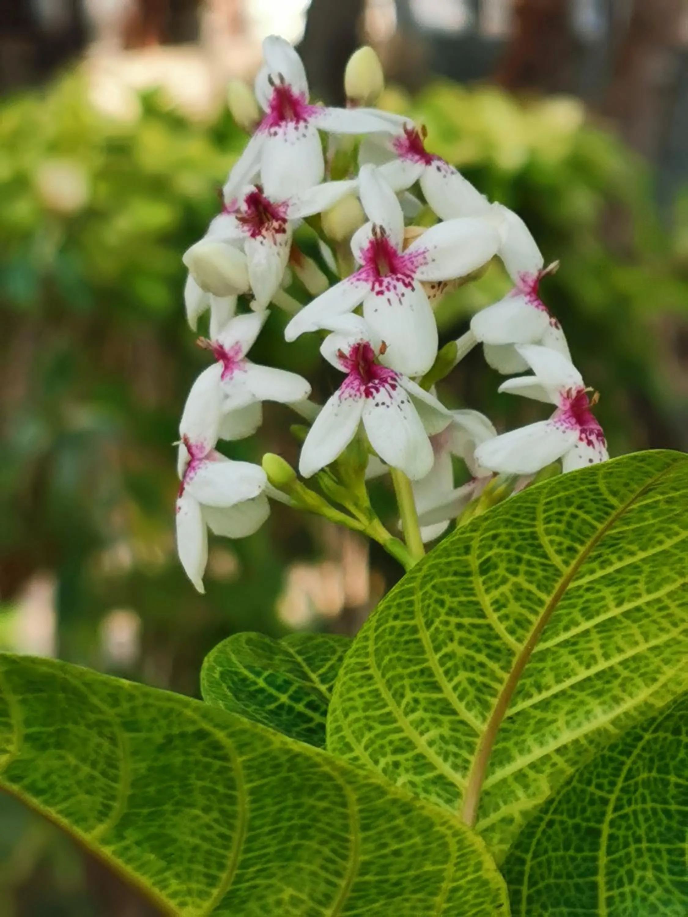 Spring in Lazi Beach Club Resort