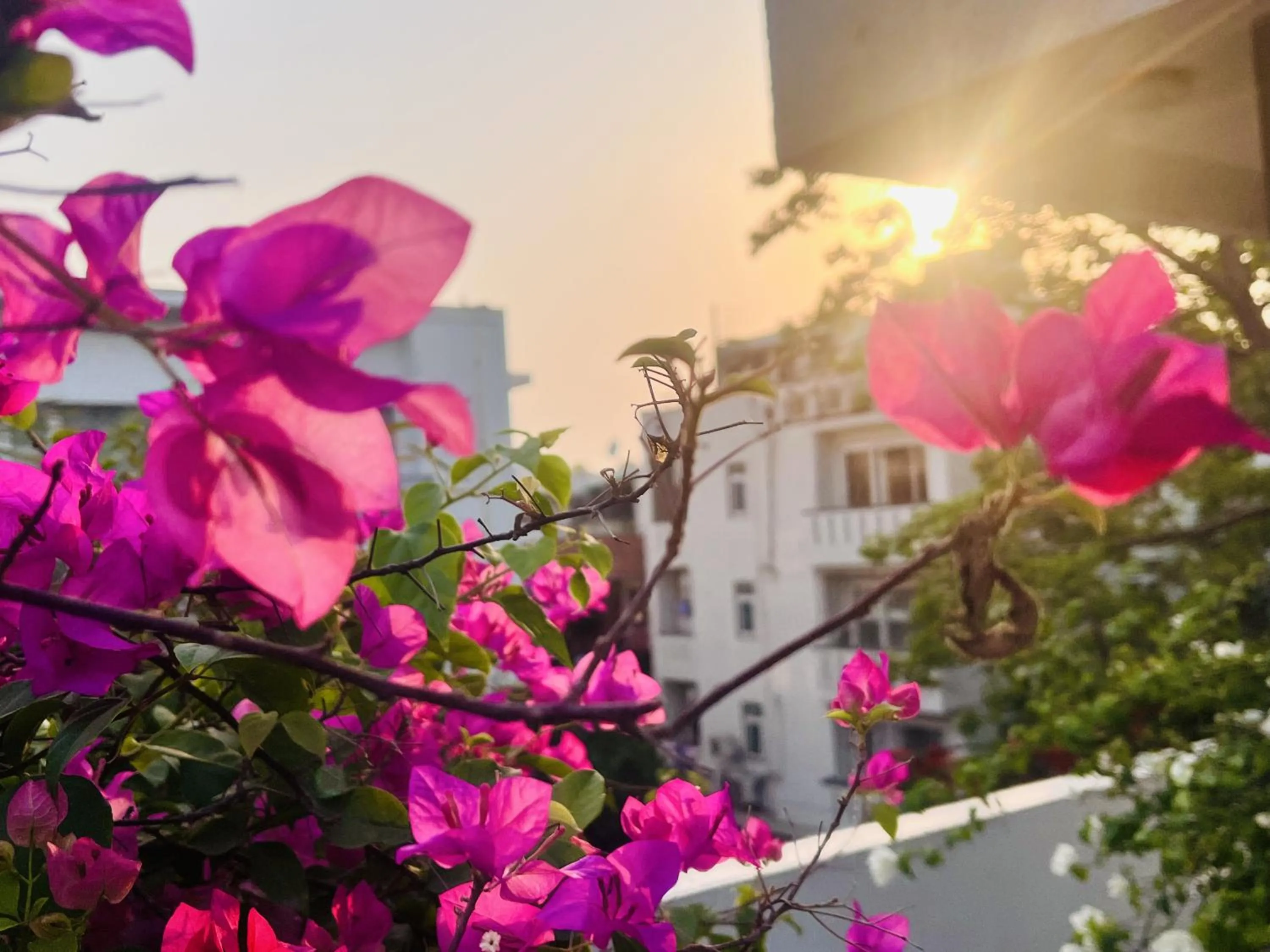 Spring in Thikana Delhi ( Boutique B&B)