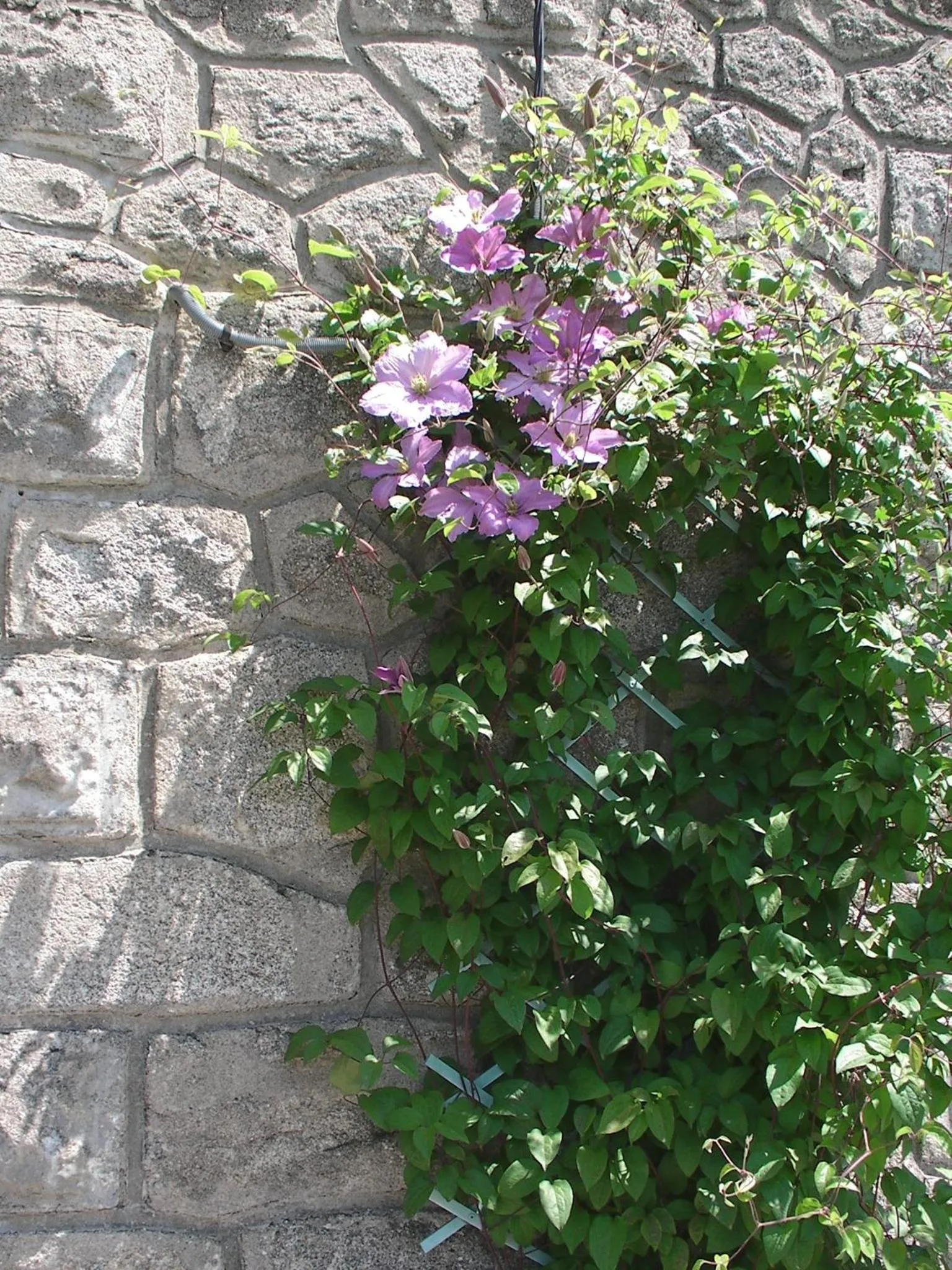 Garden in Maison Chabrat
