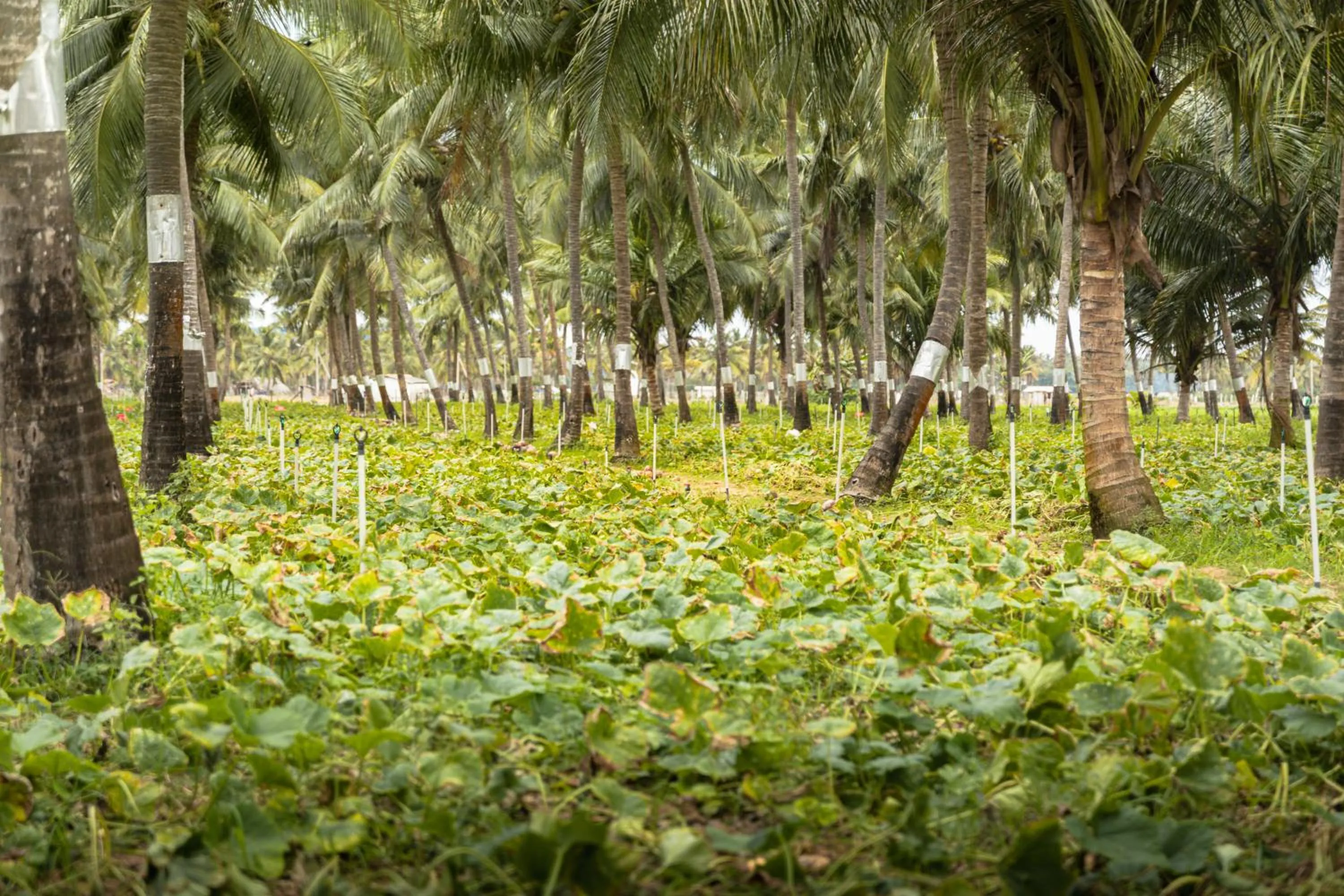 Neighbourhood in Roshanne Beach Resort, Kalpitiya
