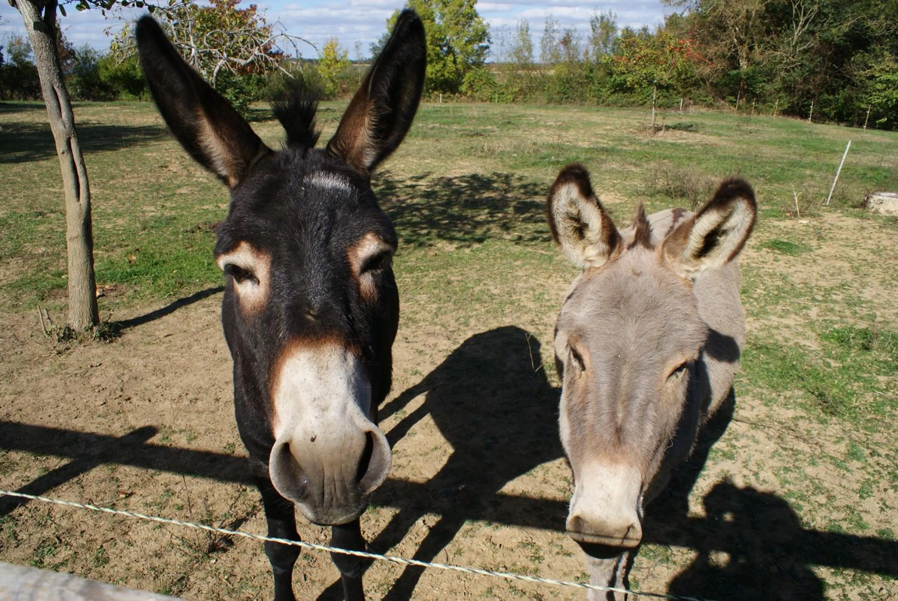 Animals in Au Pichet