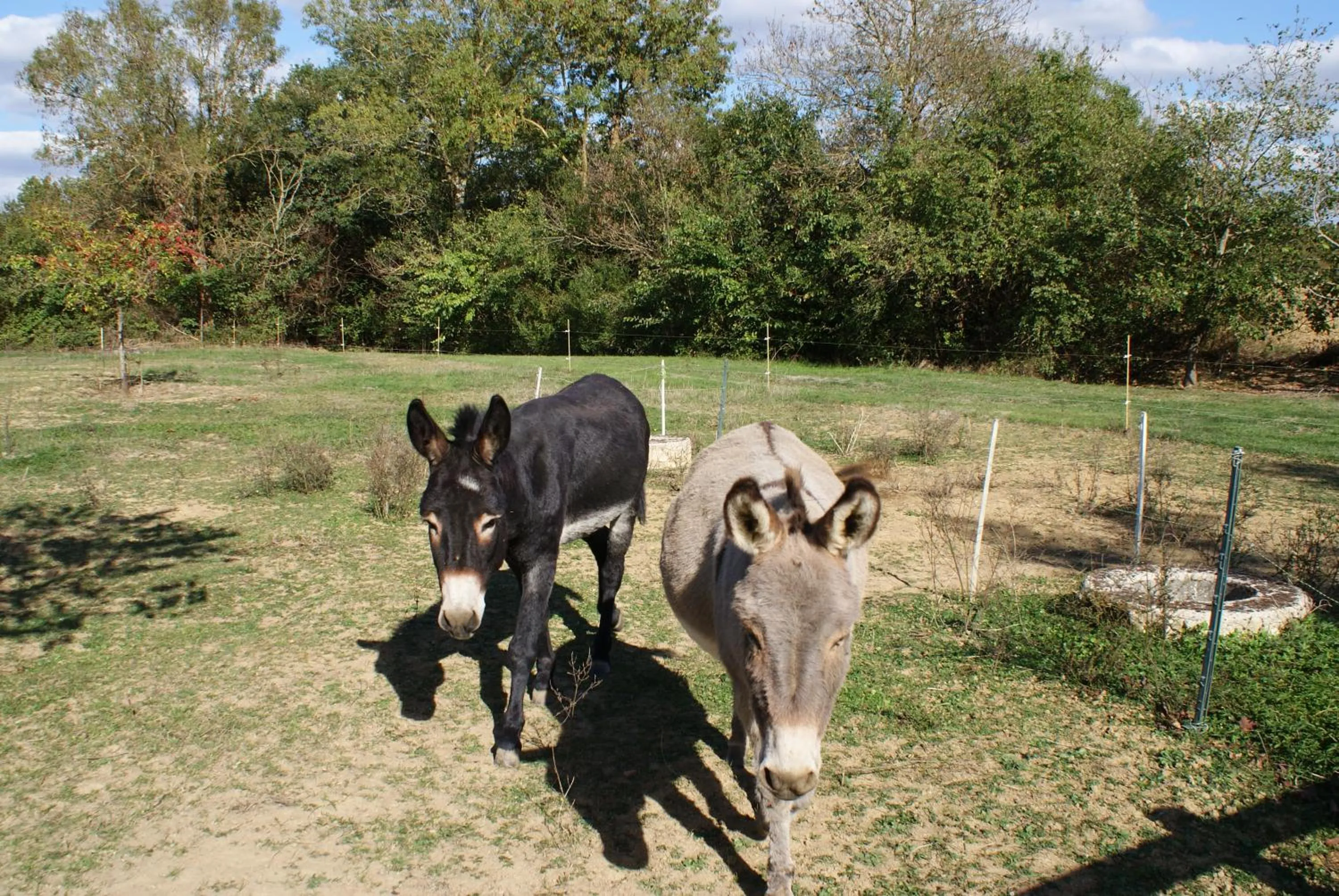 Animals in Au Pichet