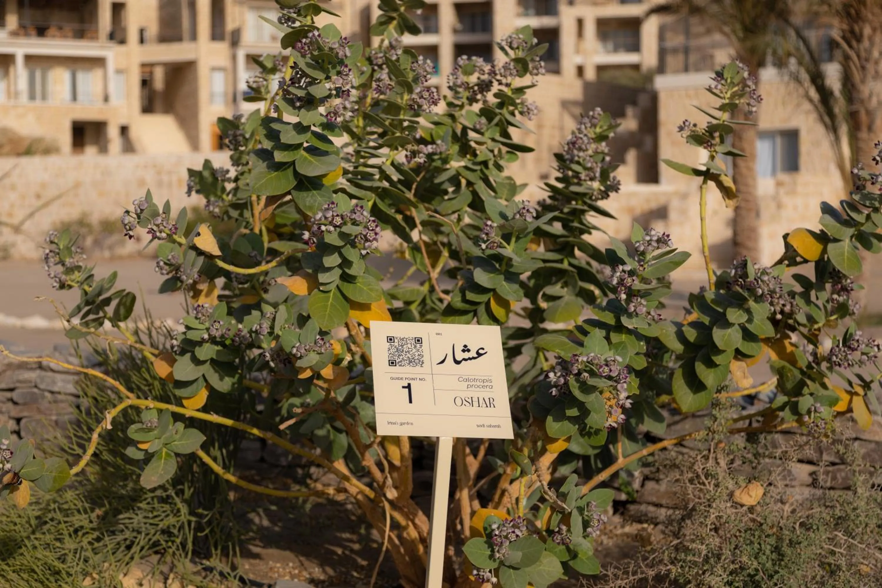 Garden in Wadi Sabarah Lodge