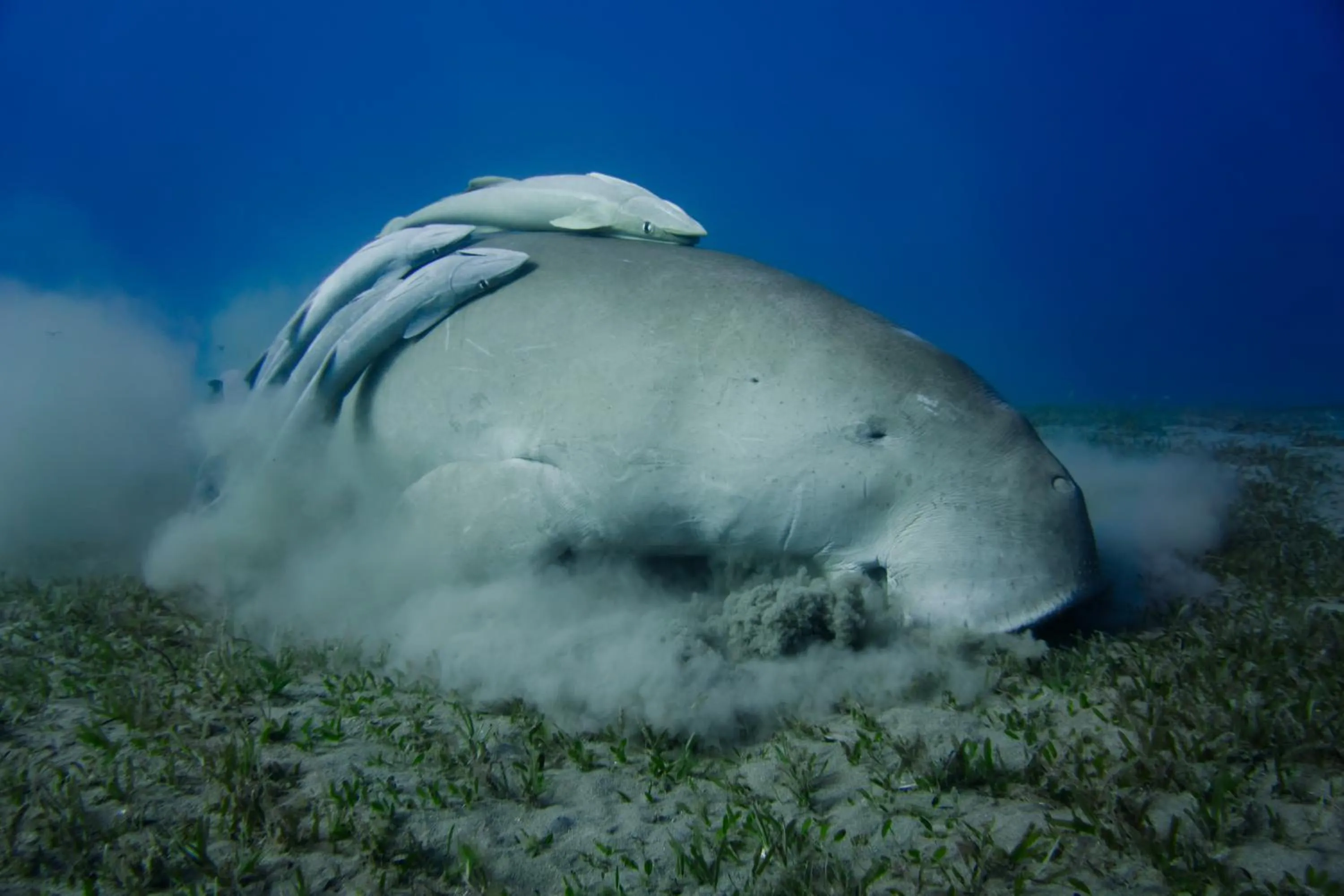 Snorkeling in Wadi Sabarah Lodge