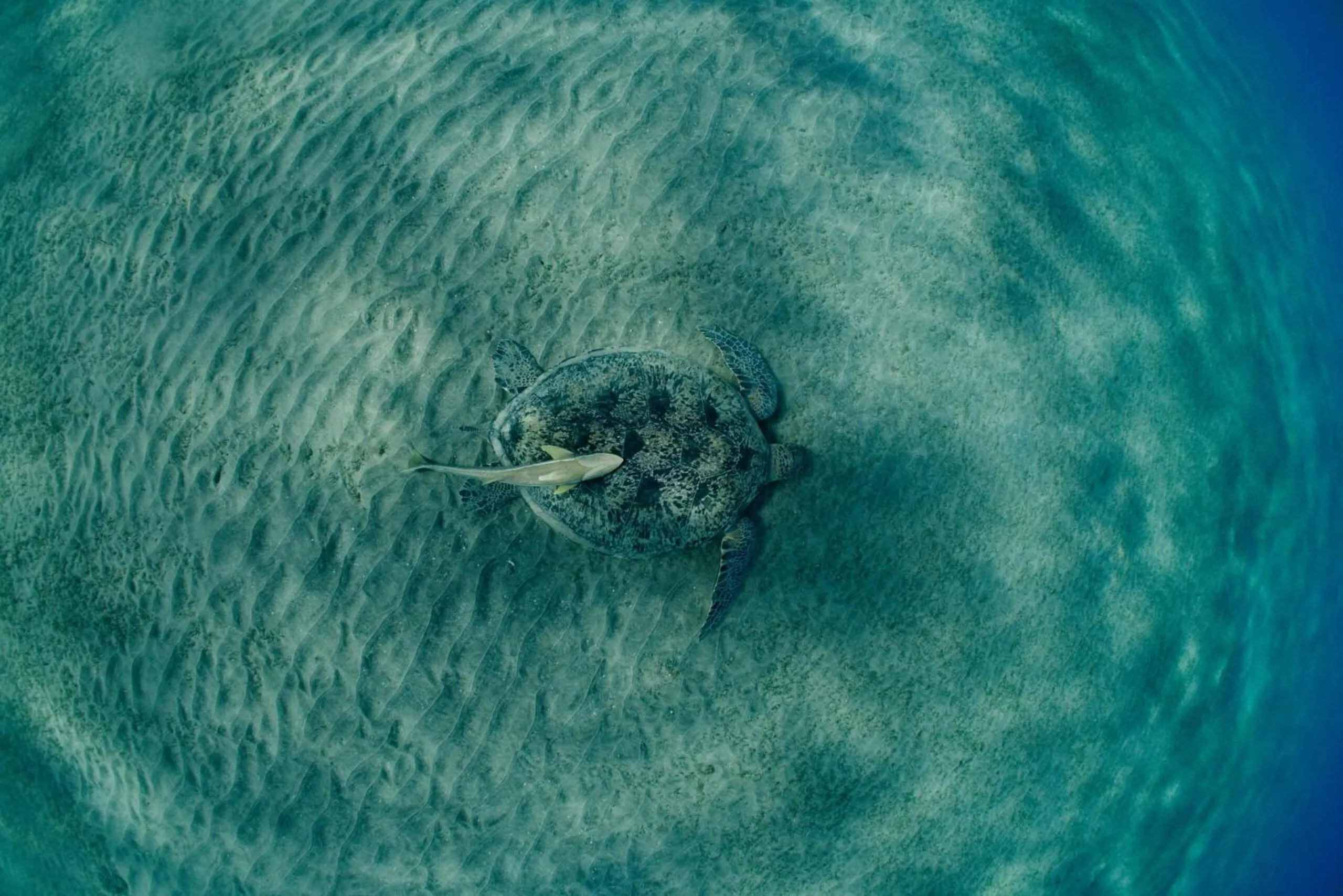 Snorkeling in Wadi Sabarah Lodge