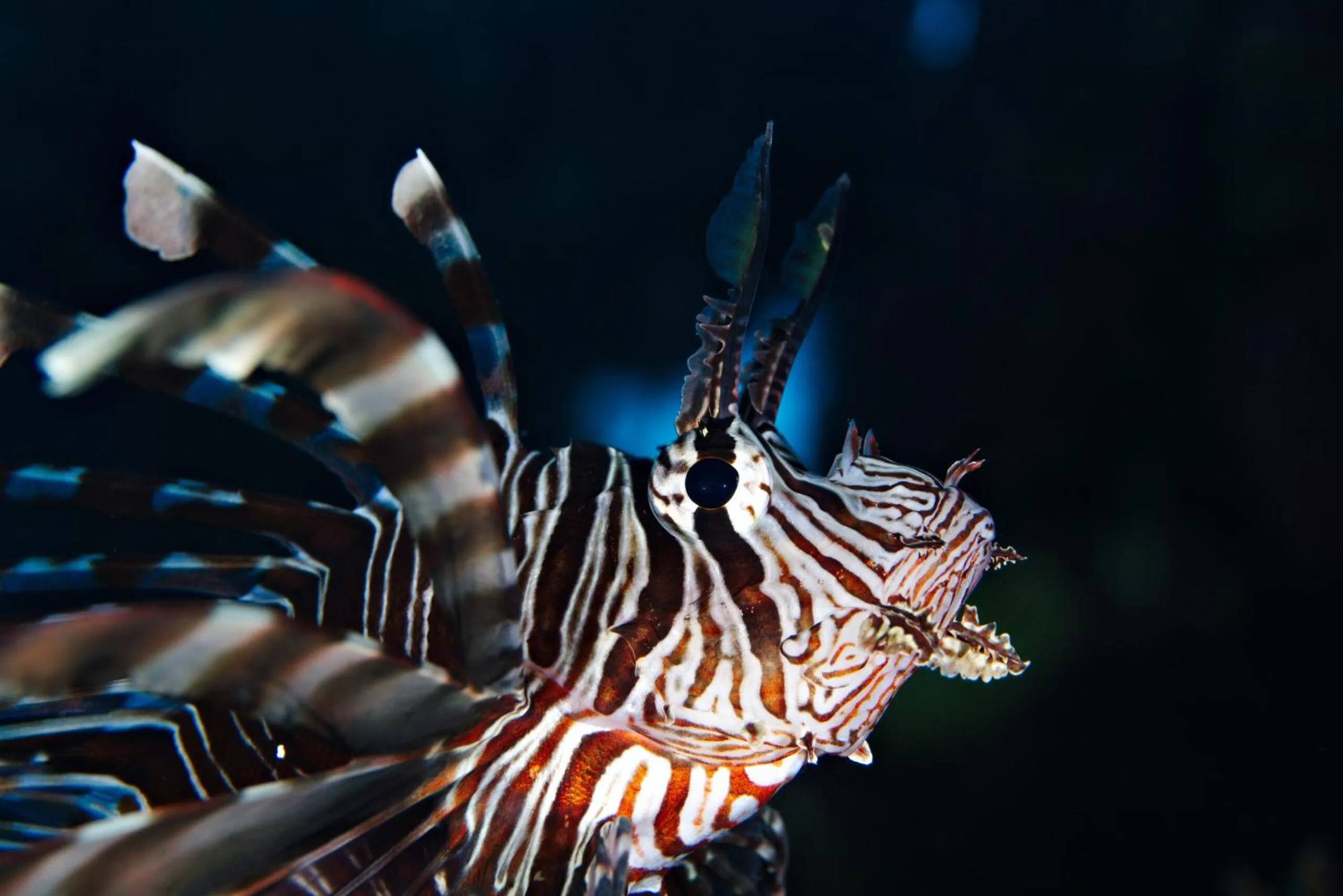 Snorkeling in Wadi Sabarah Lodge