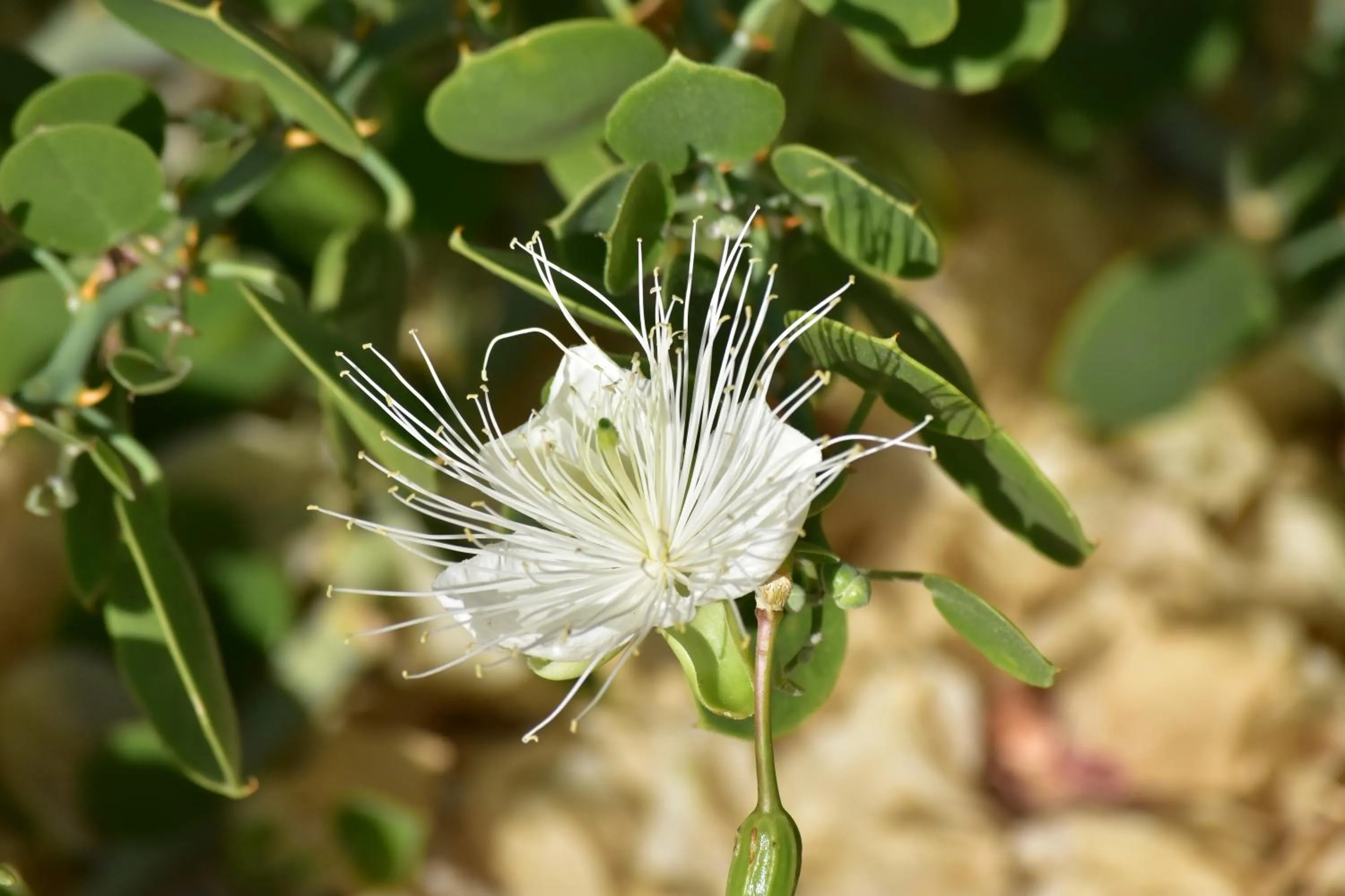 Garden in Wadi Sabarah Lodge