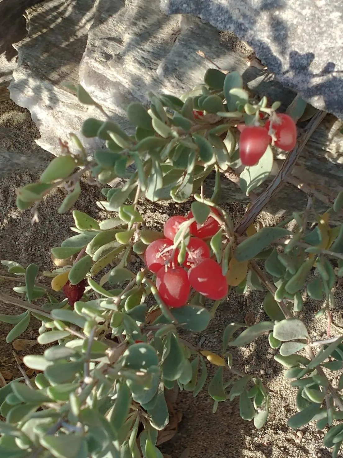 Garden in Wadi Sabarah Lodge