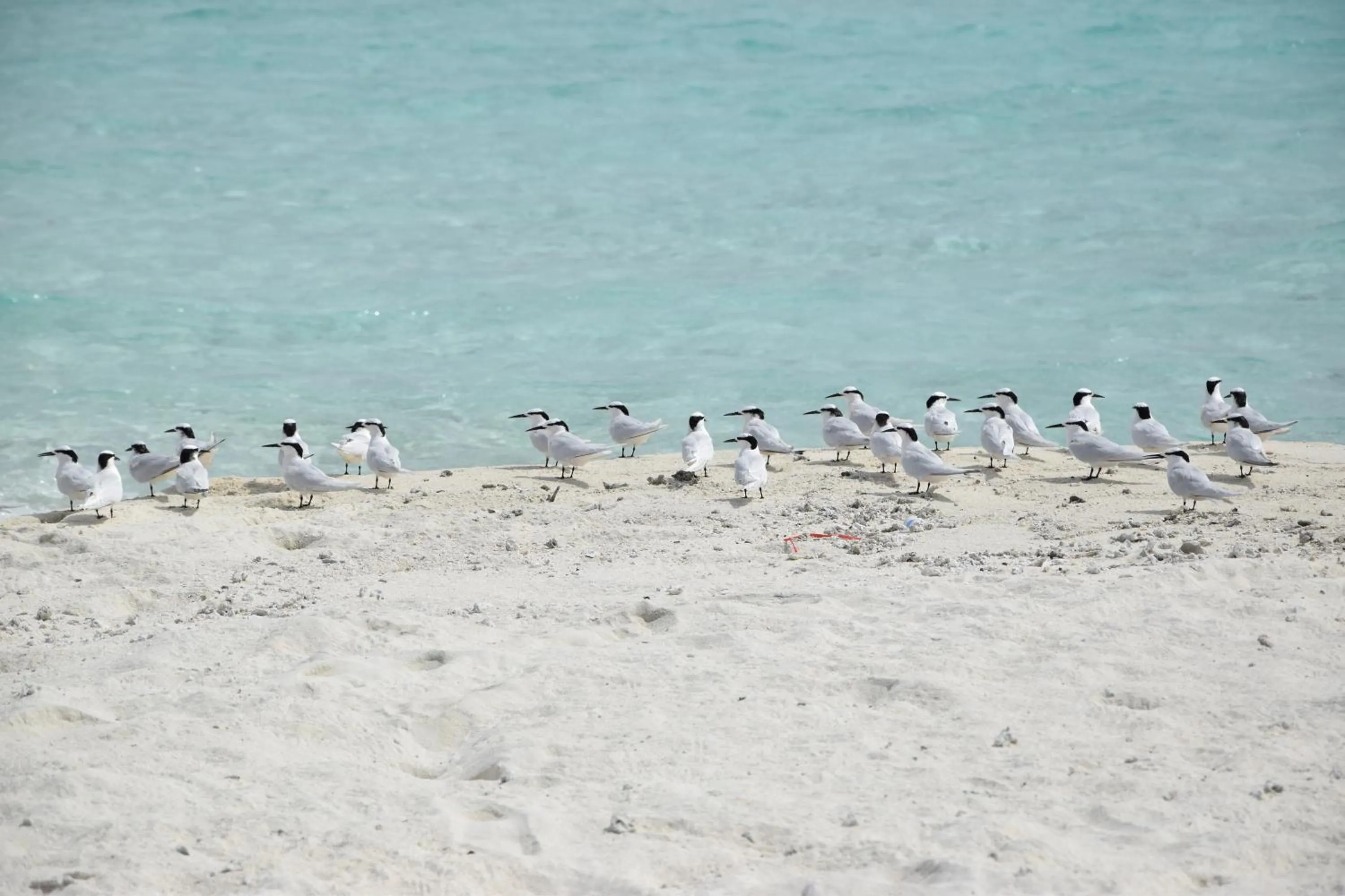Animals in Bibee Maldives