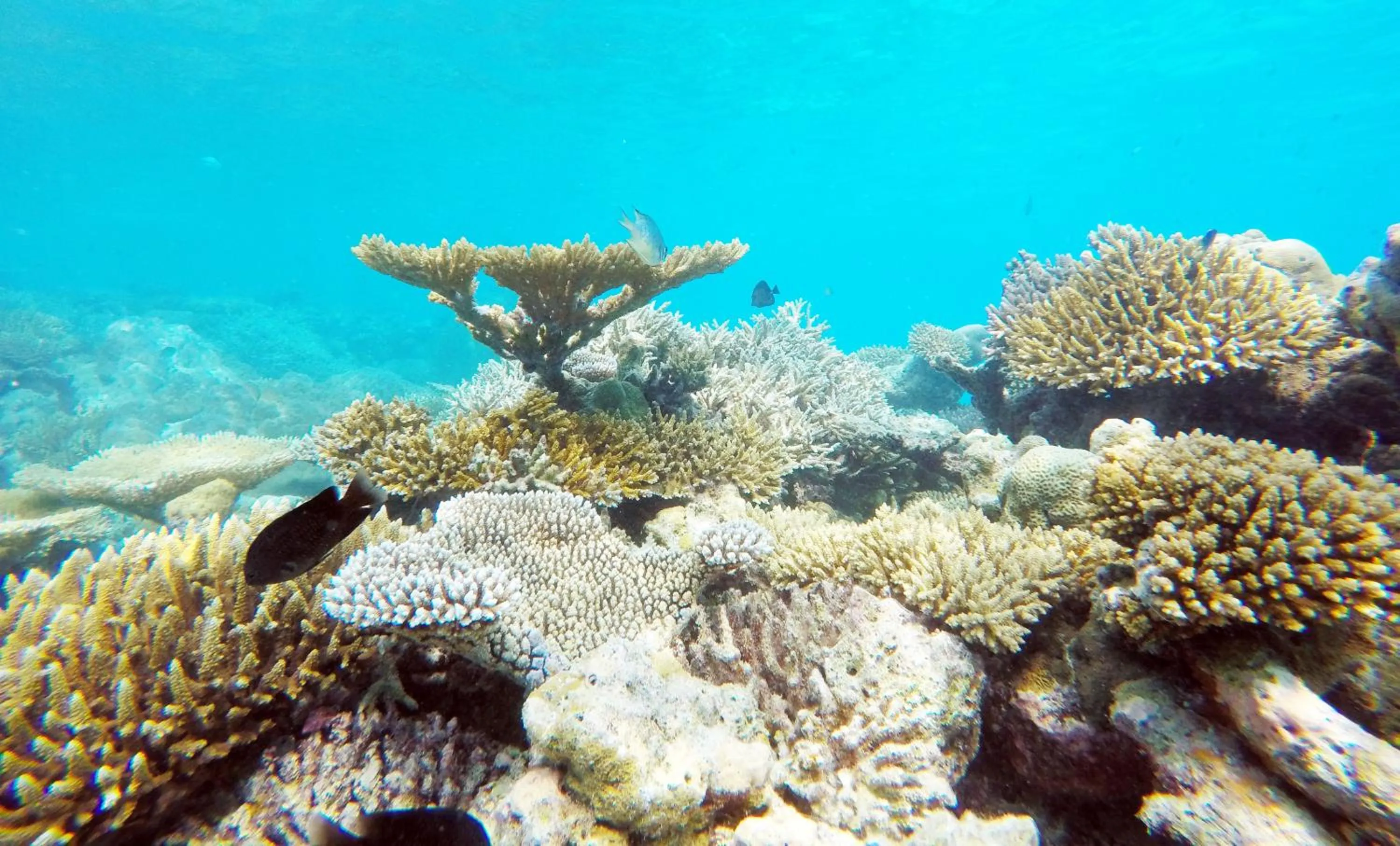 Snorkeling in Bibee Maldives