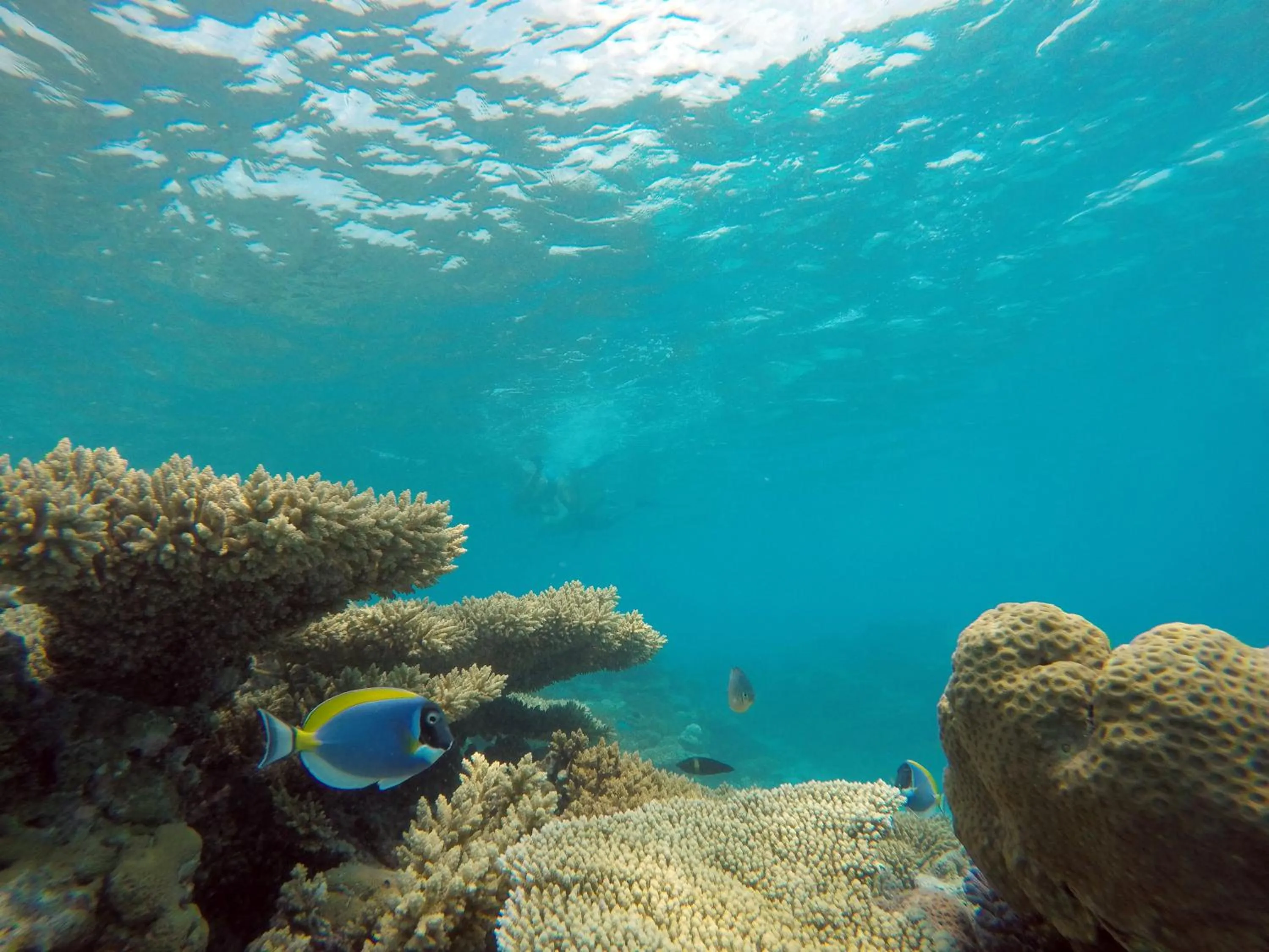 Snorkeling in Bibee Maldives