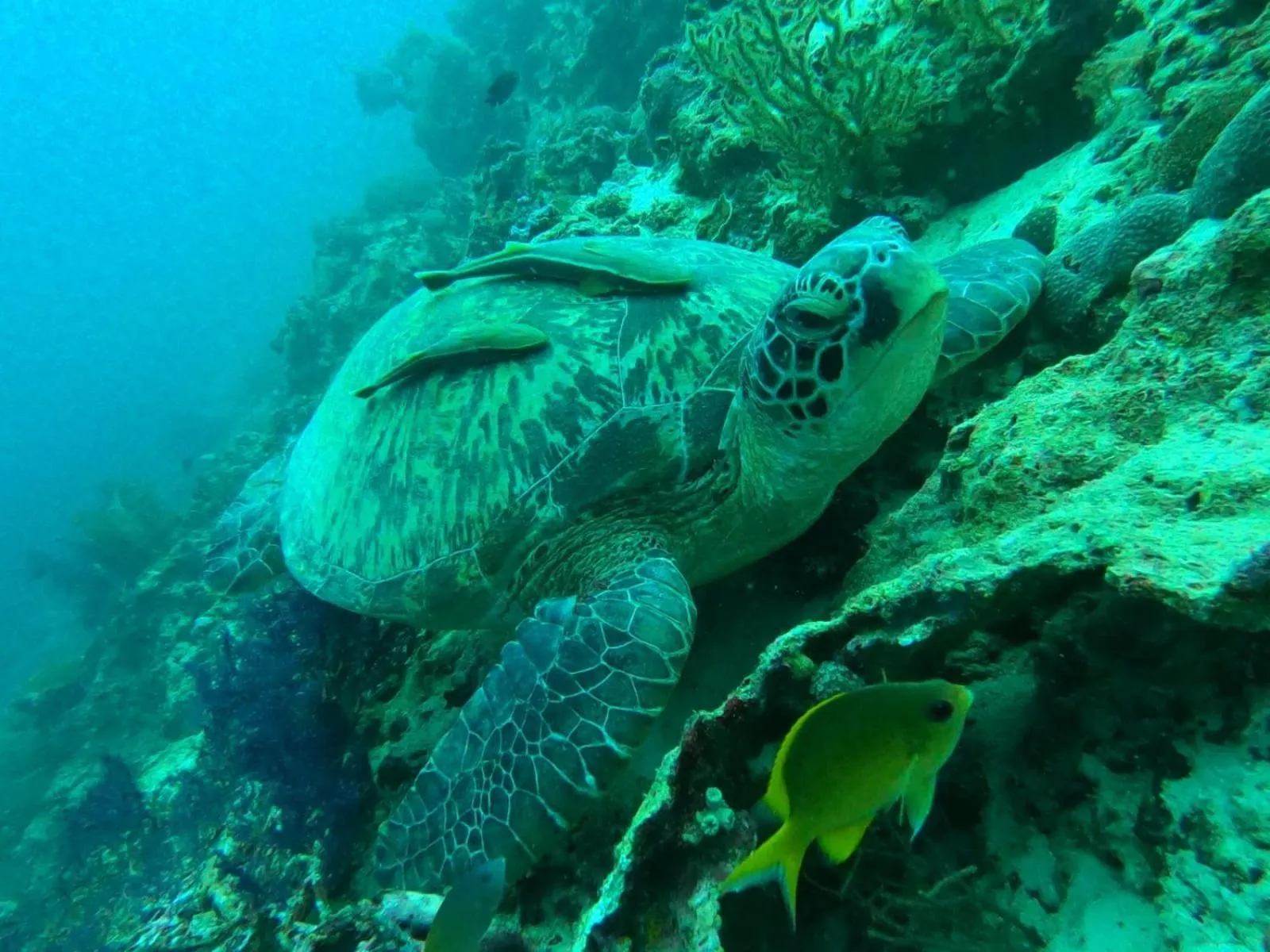 Coconut Inn Moalboal