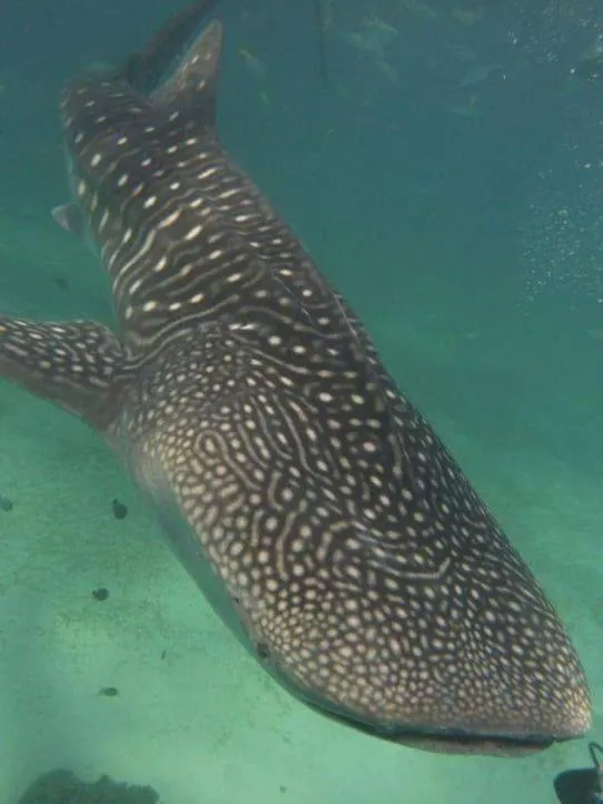 Coconut Inn Moalboal