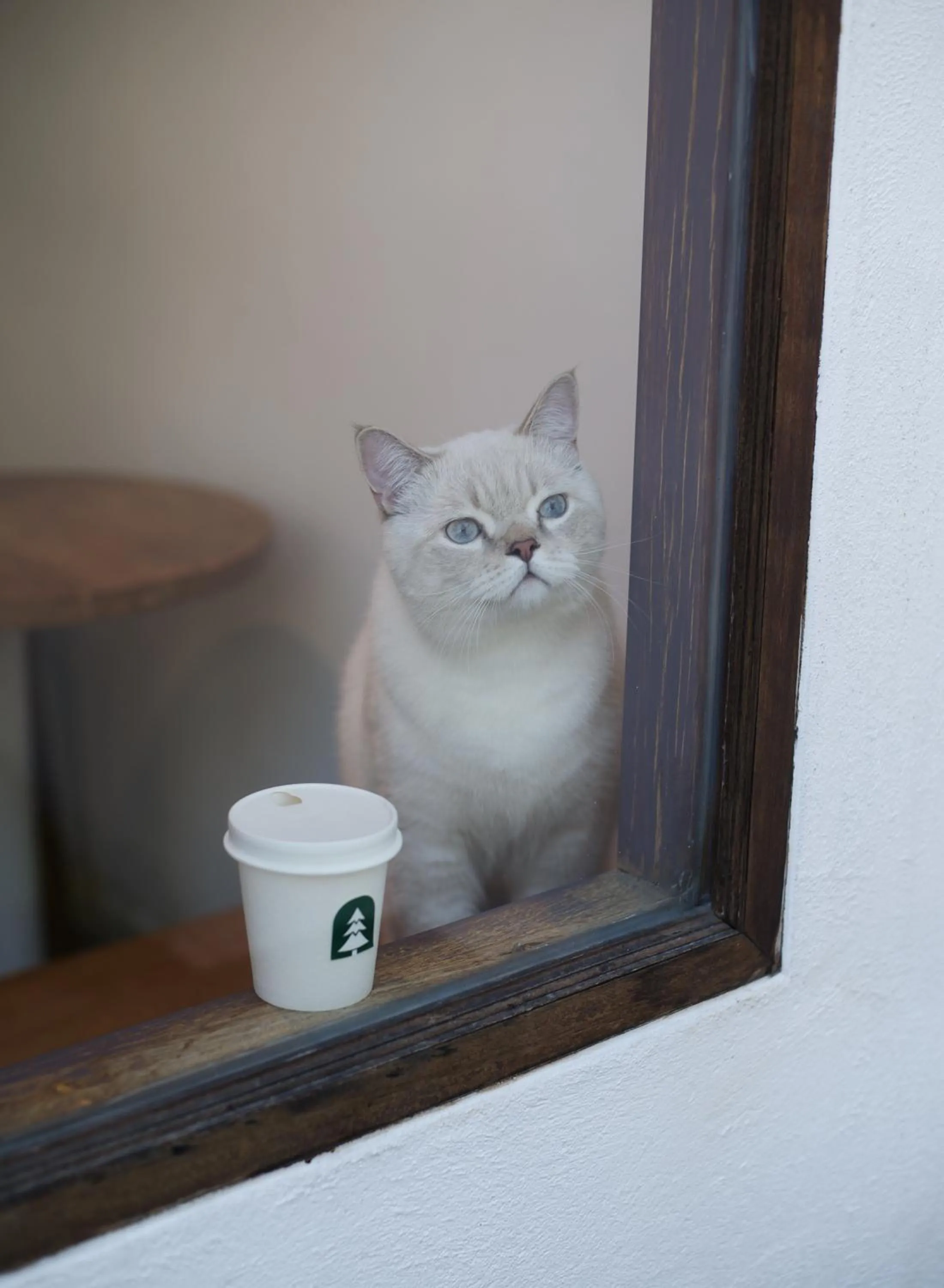 Pets in Evergreen Cafe and Hotel