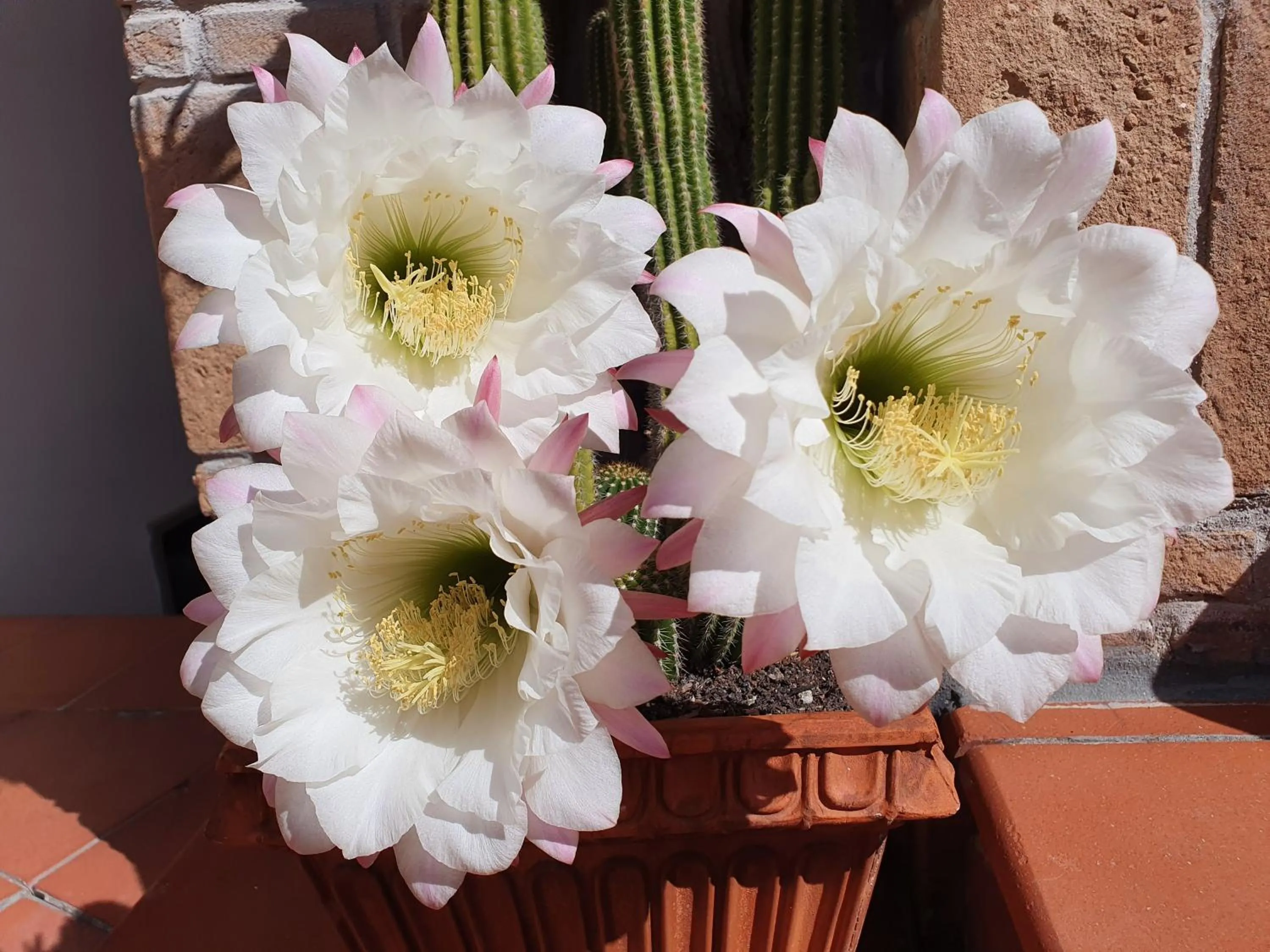 Garden view in Acquamarina