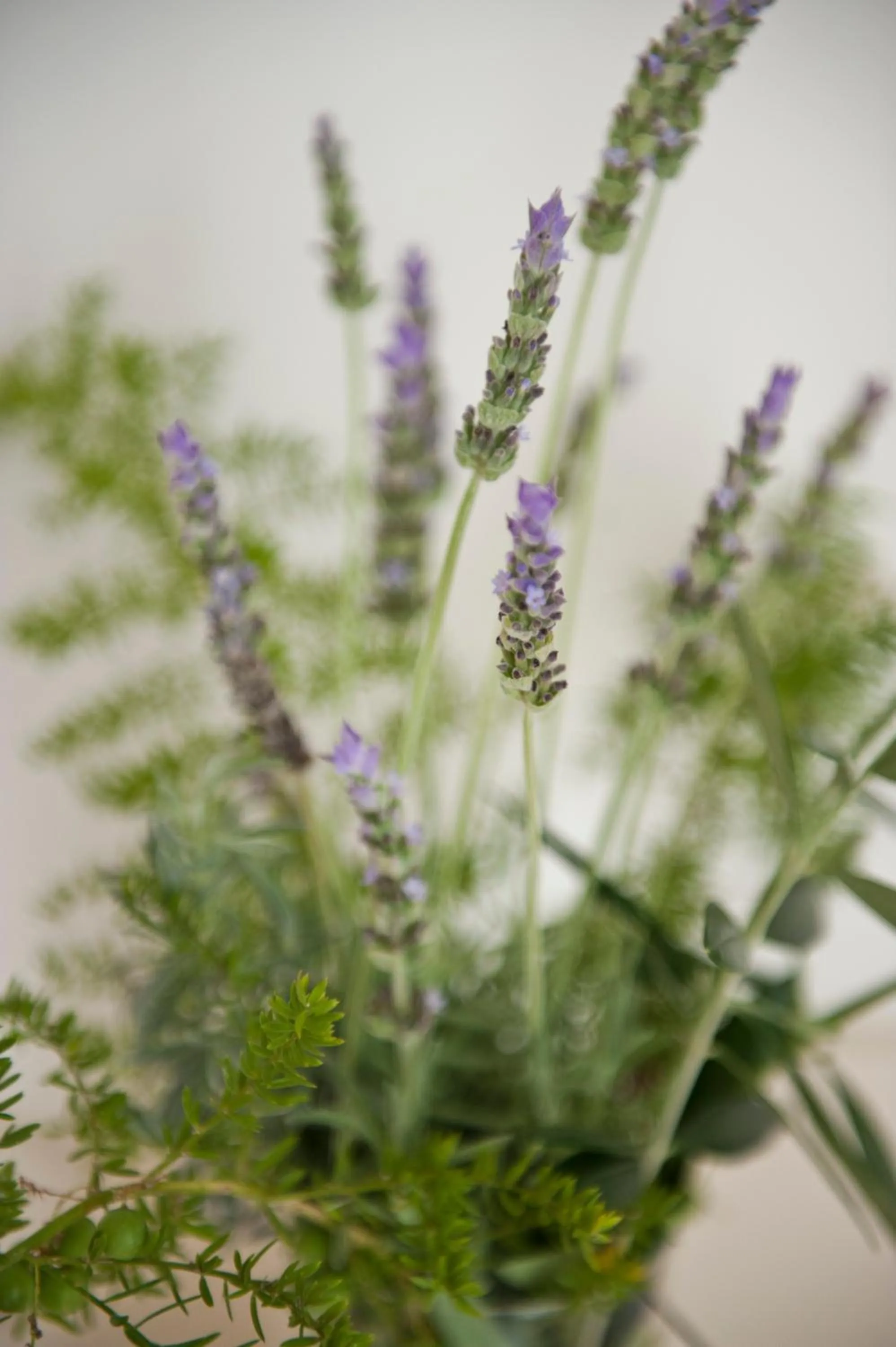 Garden in Tenuta Centoporte