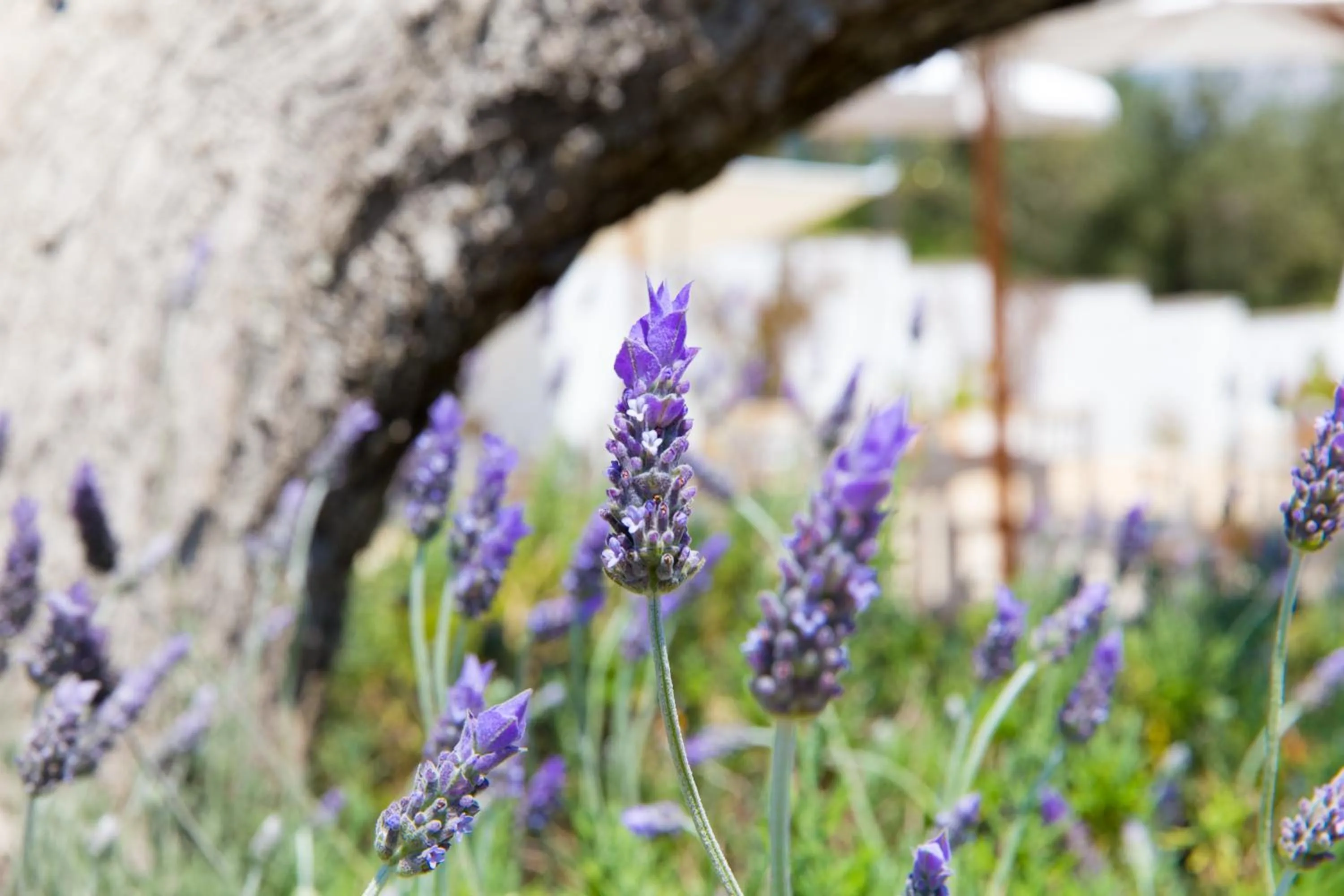 Garden in Tenuta Centoporte