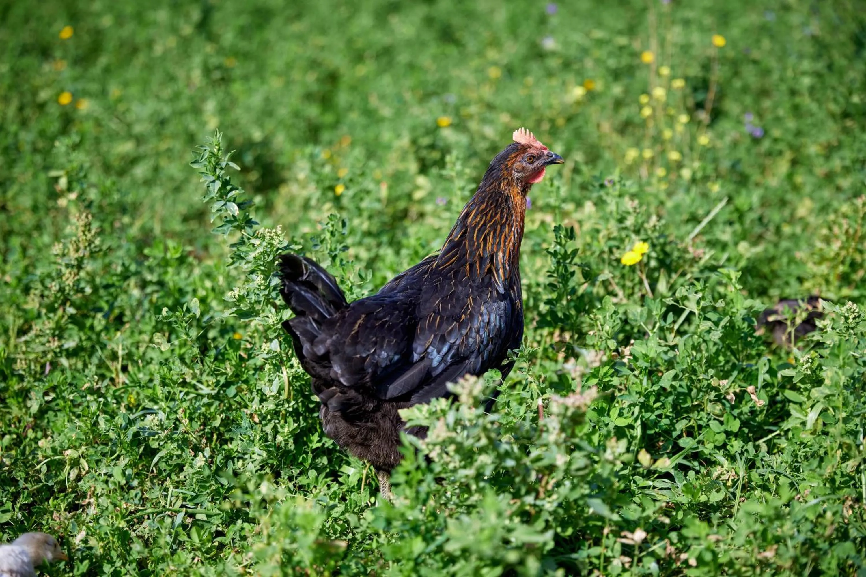 BABERRIH Hôtel Hospitality Palaces & Resorts