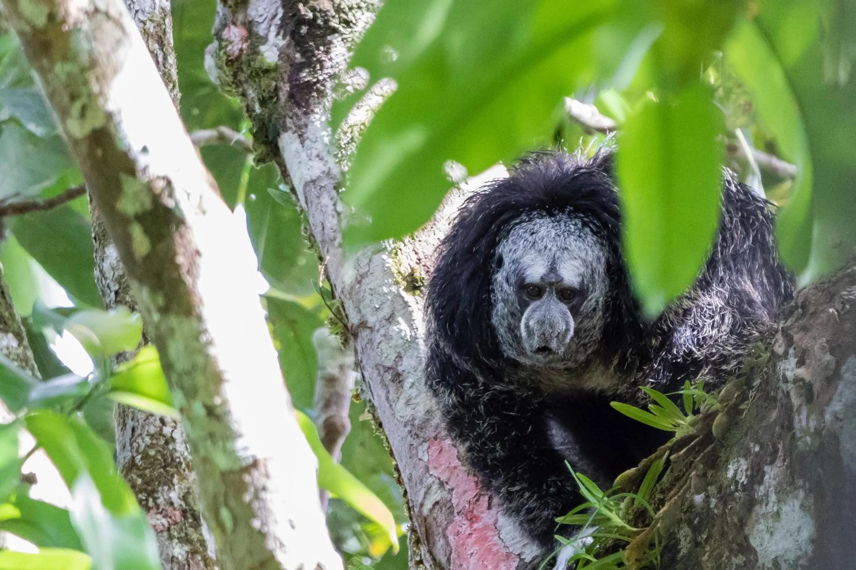 Animals in Grand Selva Lodge & Tours