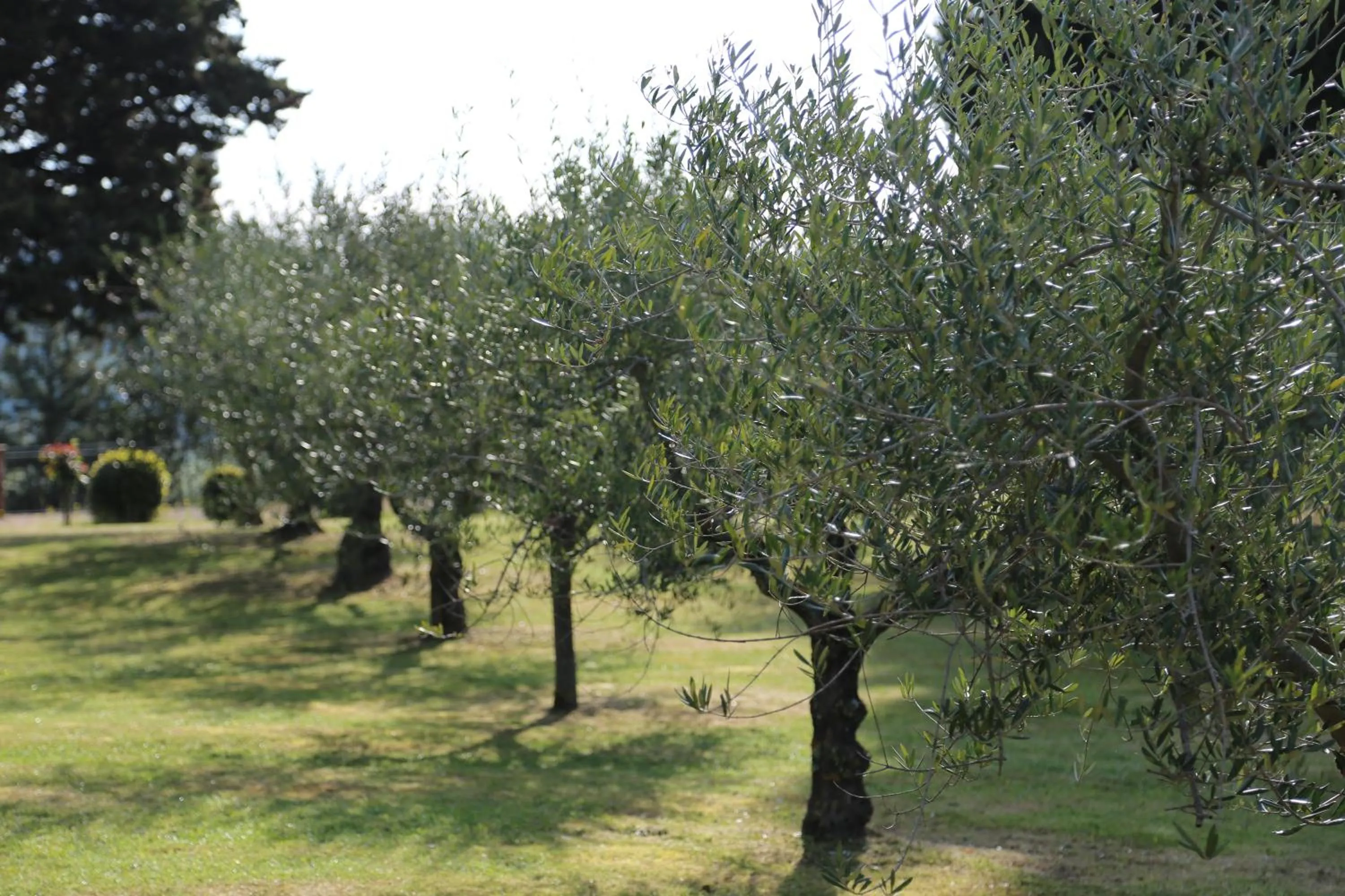 Garden view in Sant'Antonio Country Resort