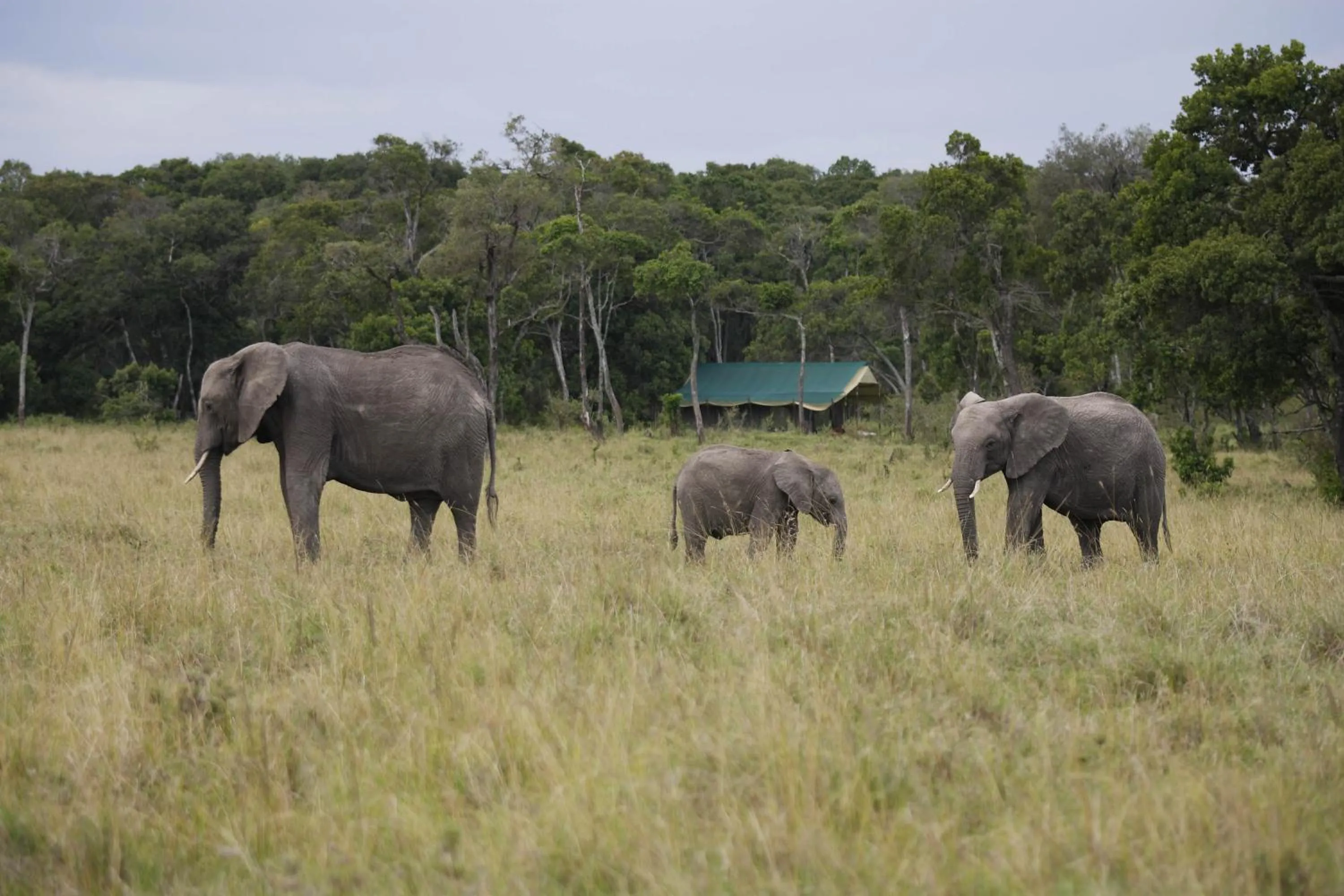Animals in Elephant Pepper Camp