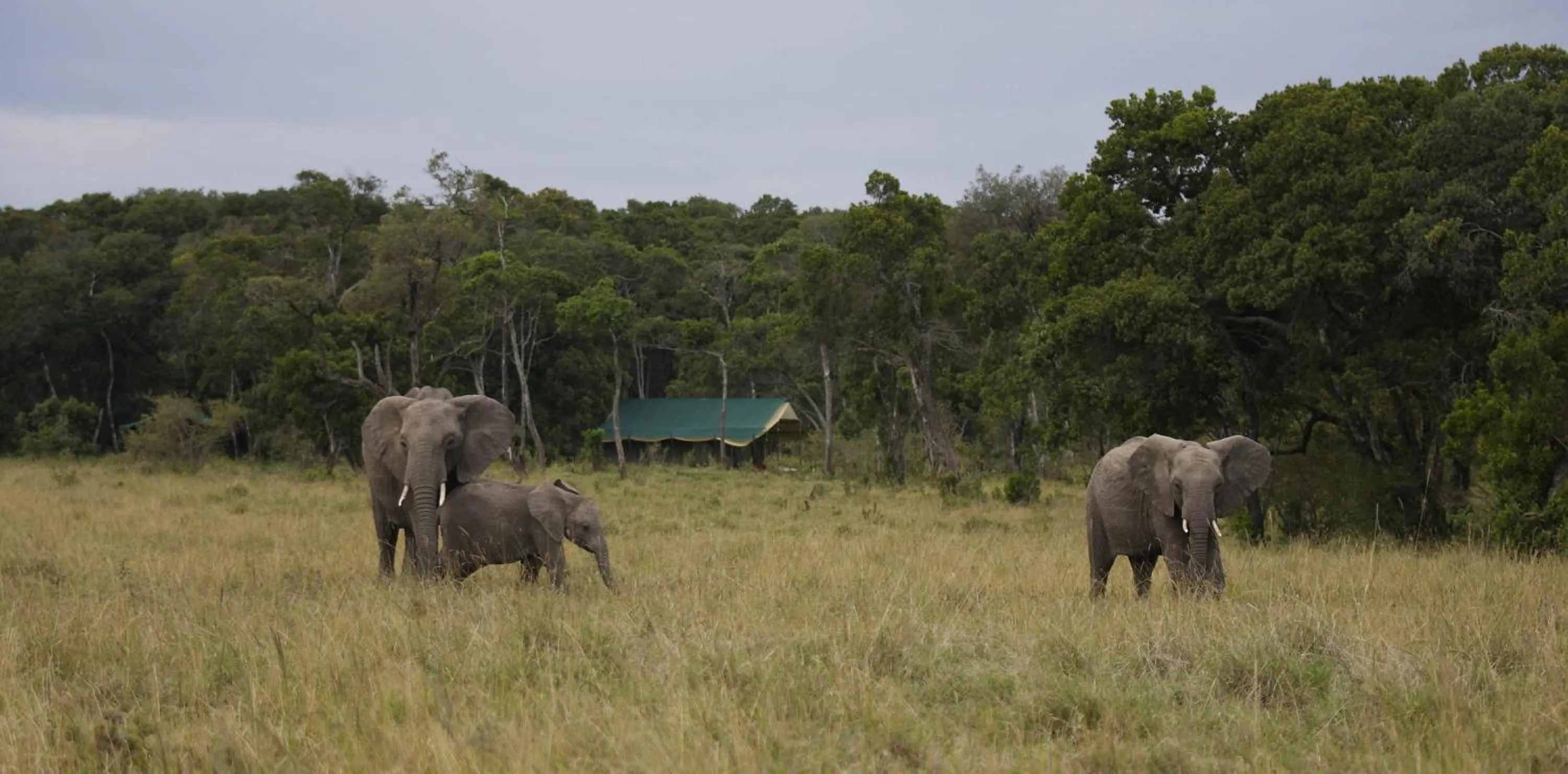 Animals in Elephant Pepper Camp