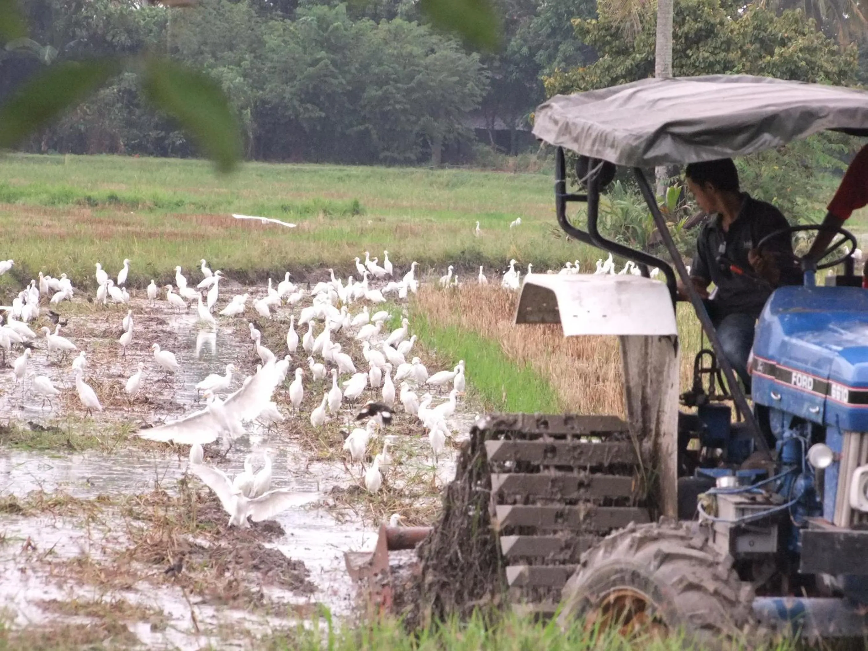 View (from property/room) in HOMESTAY Kampong KOTA AUR Resort with swimming pool, Kepala Batas, SEBERANG PERAI, PENANG -MOTAC registered Awarded ASEAN homestay standard Malaysia AWARD 2023-2028 Only 3 minutes from viral KG AGONG