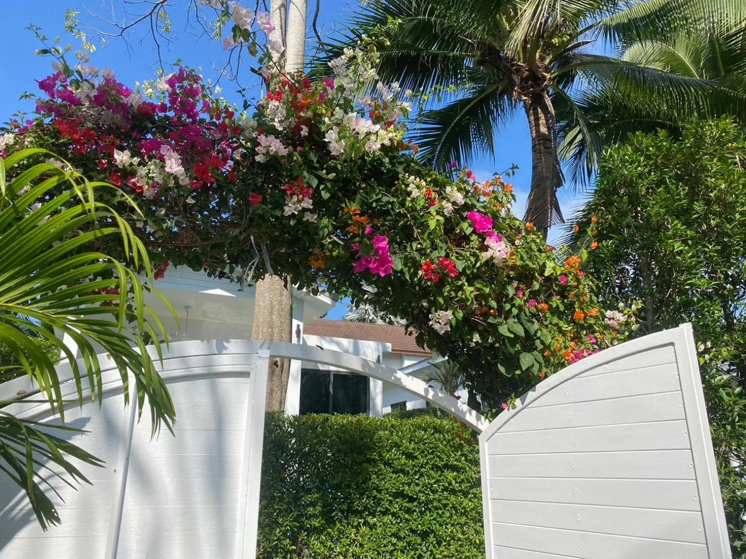 Garden in Bougain Villas