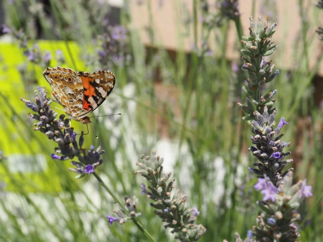 Garden in Kuca za odmor u Kastelima s pogledom na more