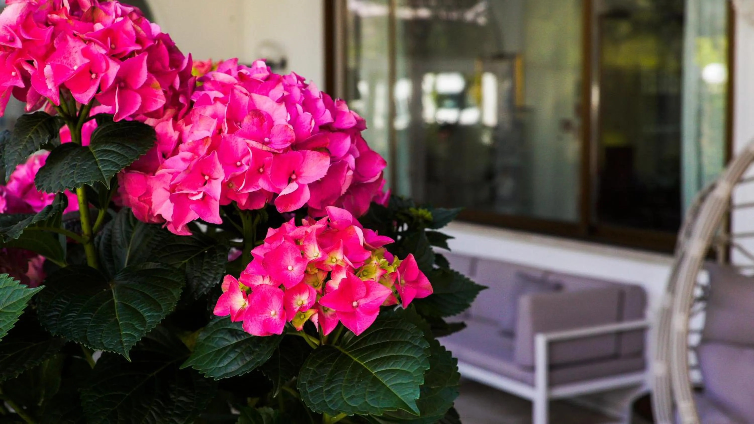 Area and facilities in Bellavista Terme Resort & Spa