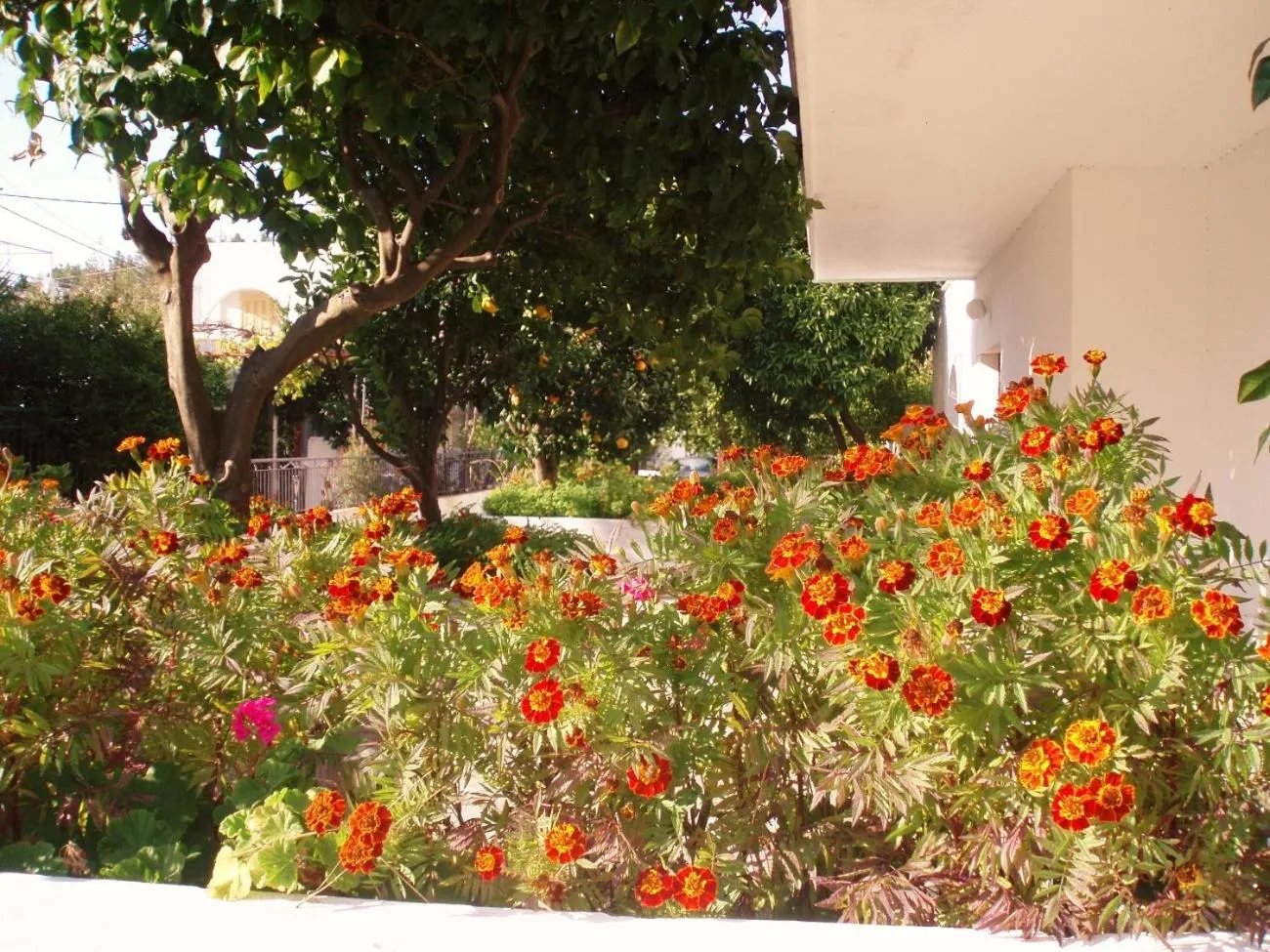 Garden in Alexios Studios