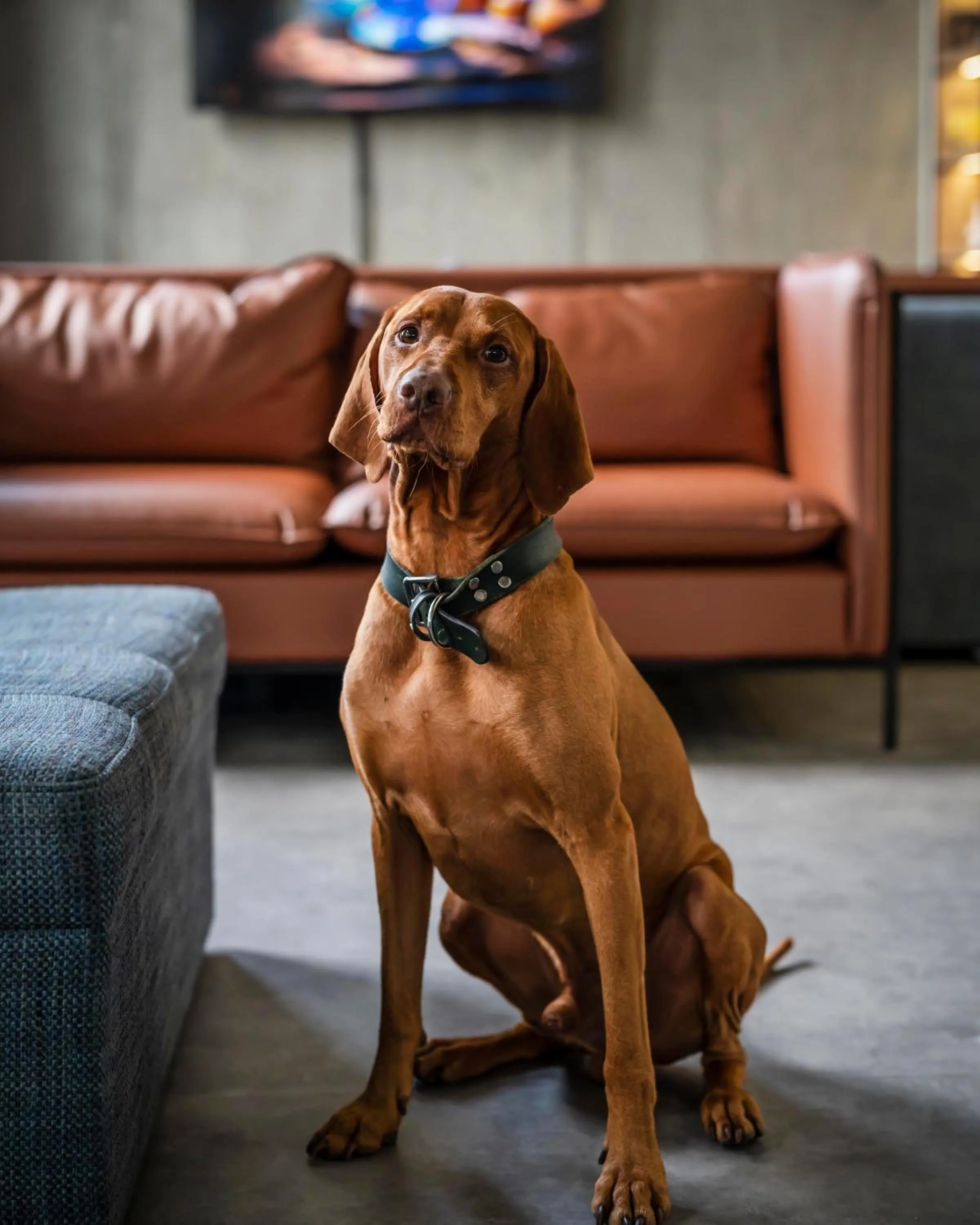 Pets in Hotel Convictus Cracovia for business & travellers