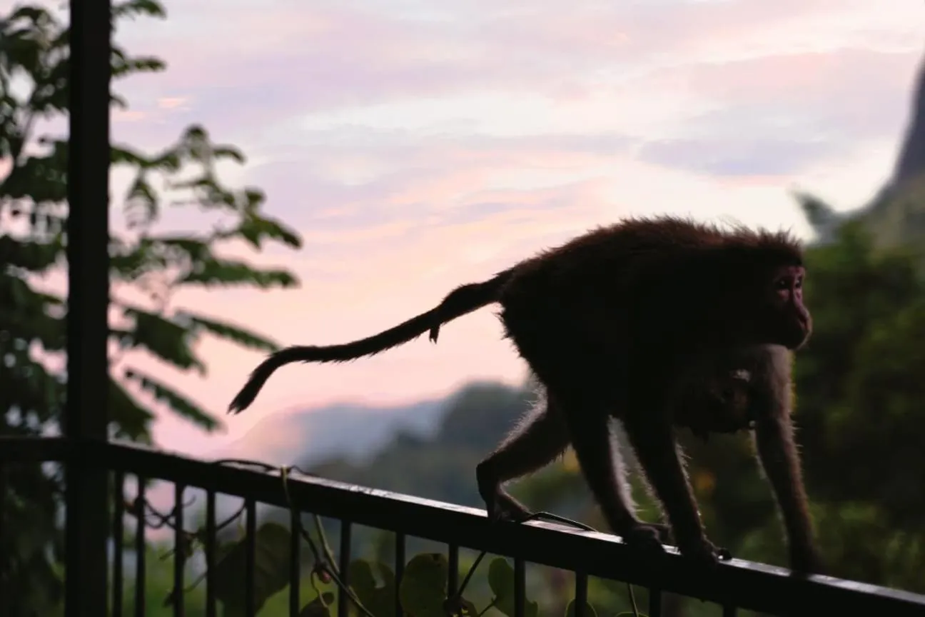 Animals in Country Homes