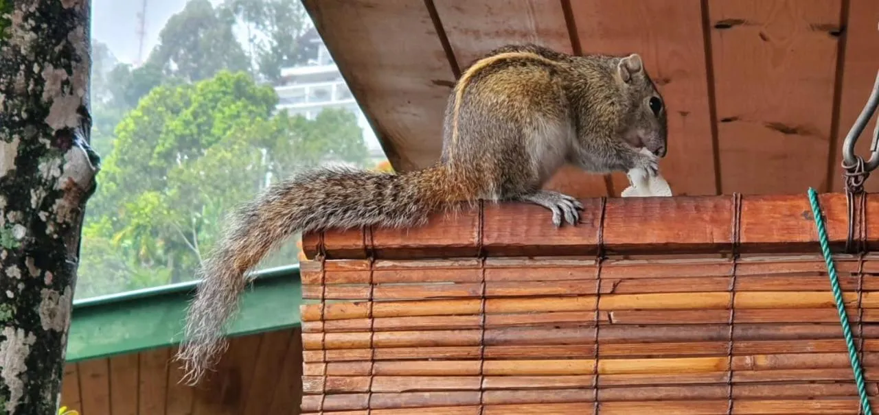 Animals in Country Homes