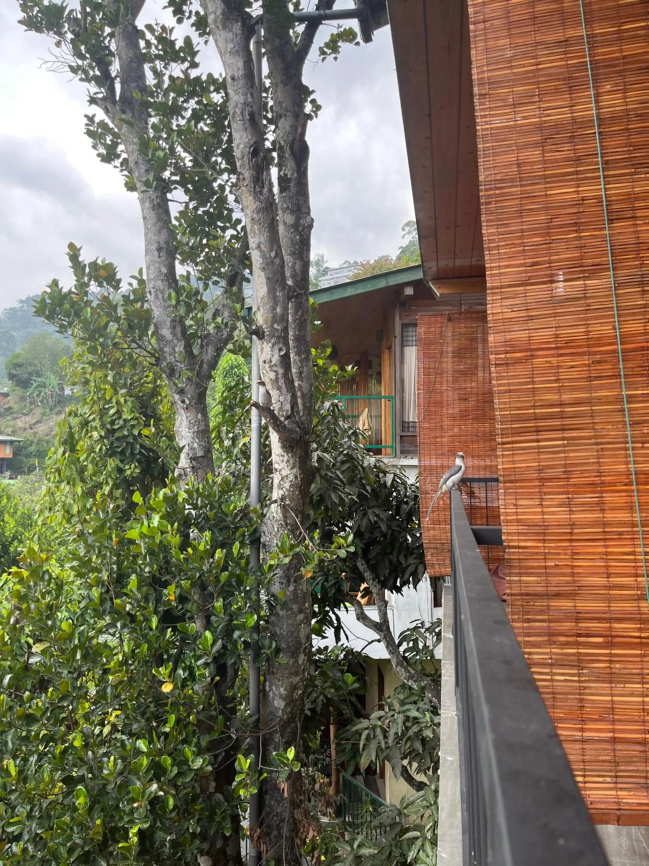 Animals in Country Homes