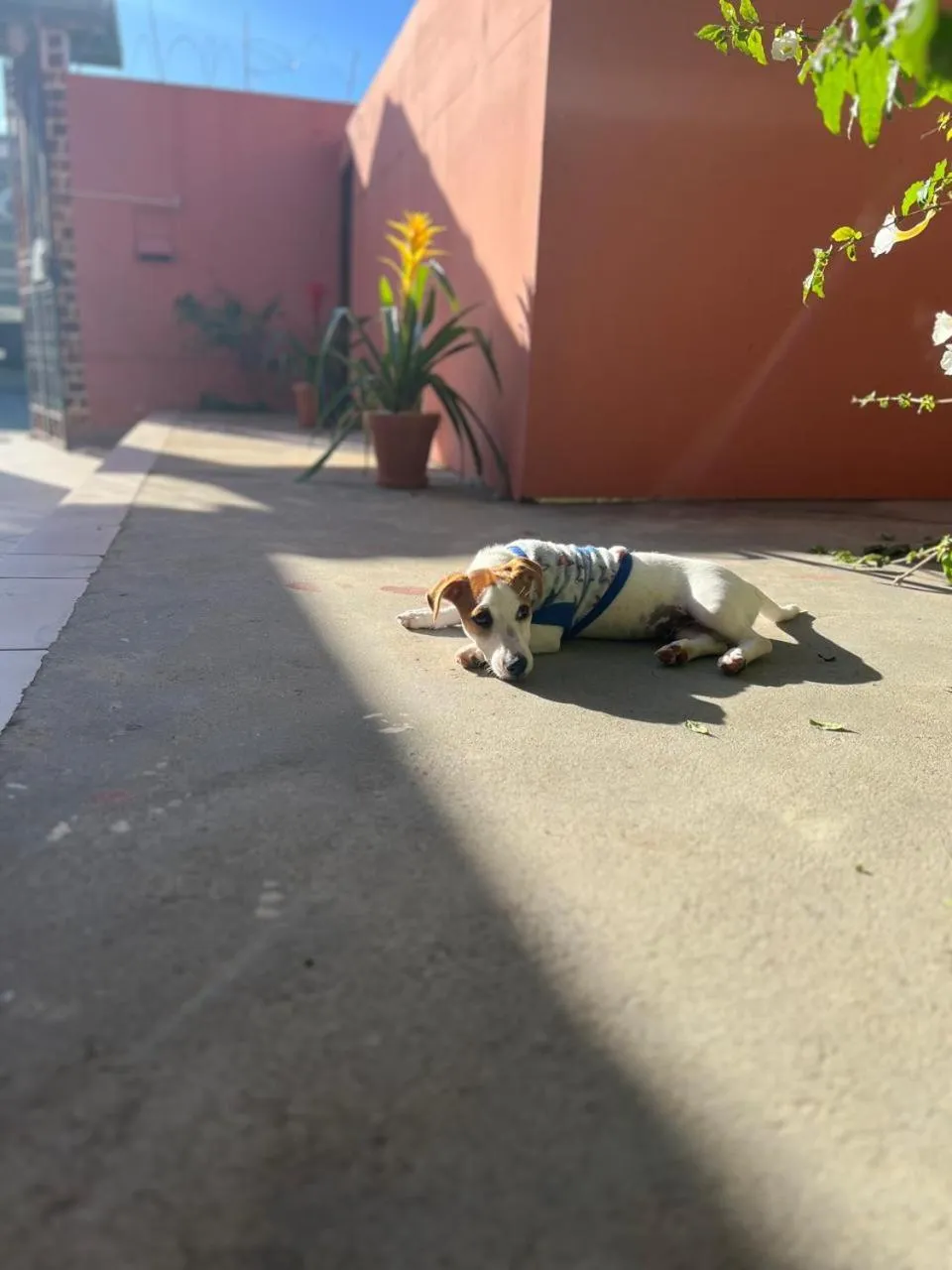 Animals in Pousada Casa Rosada Ilhabela