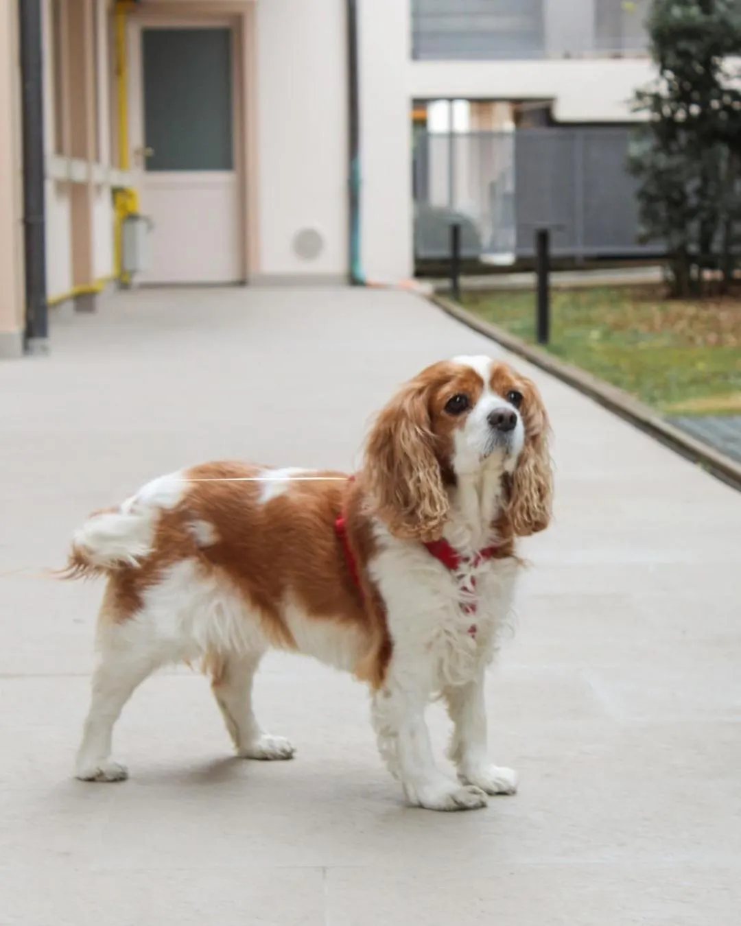 Hotel Della Torre 1850