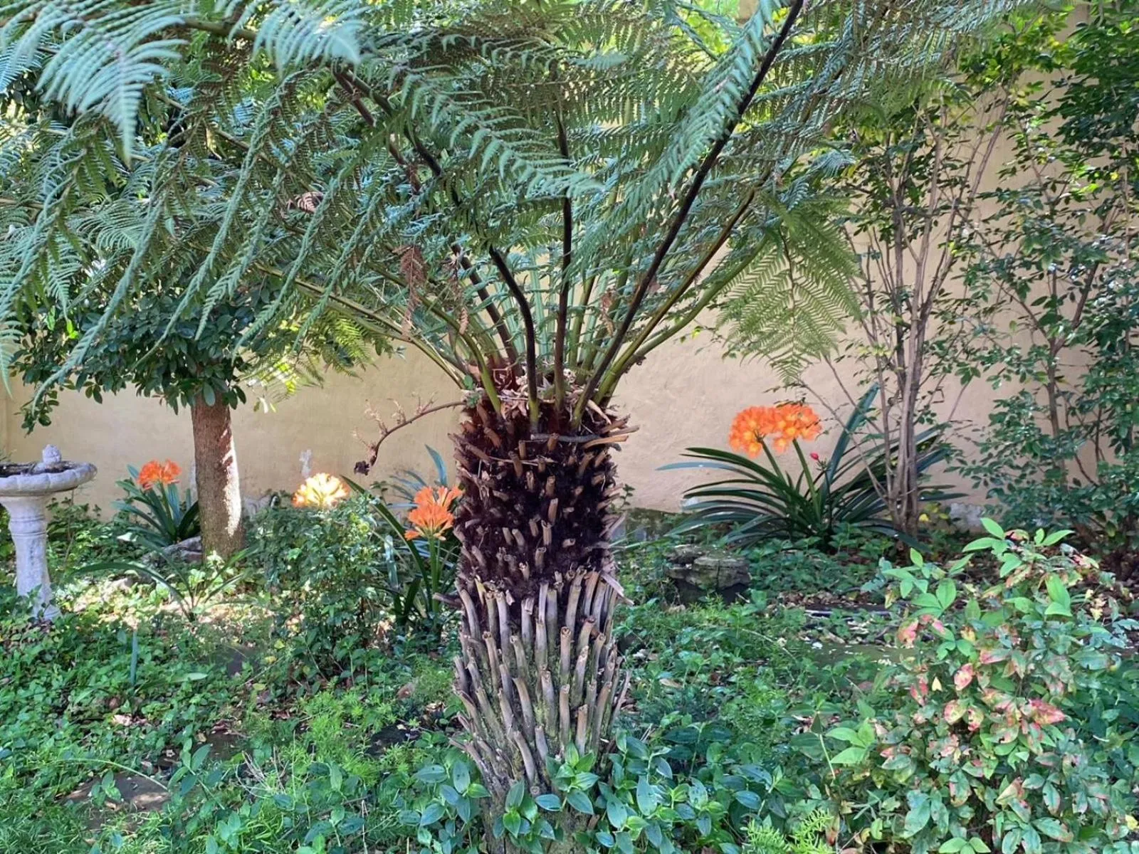 Garden in Tuscan Rose