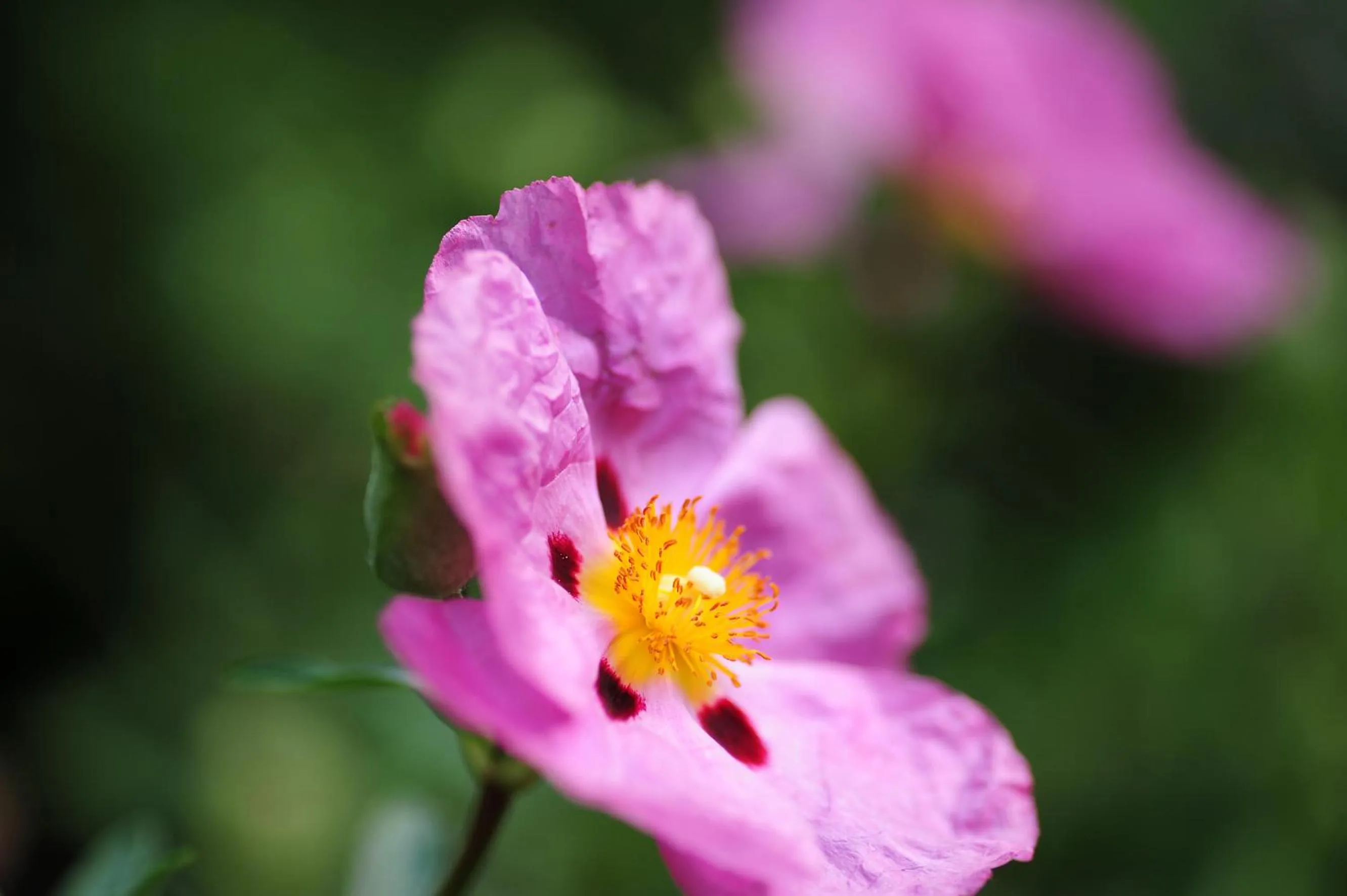 Garden in Villa Sasso