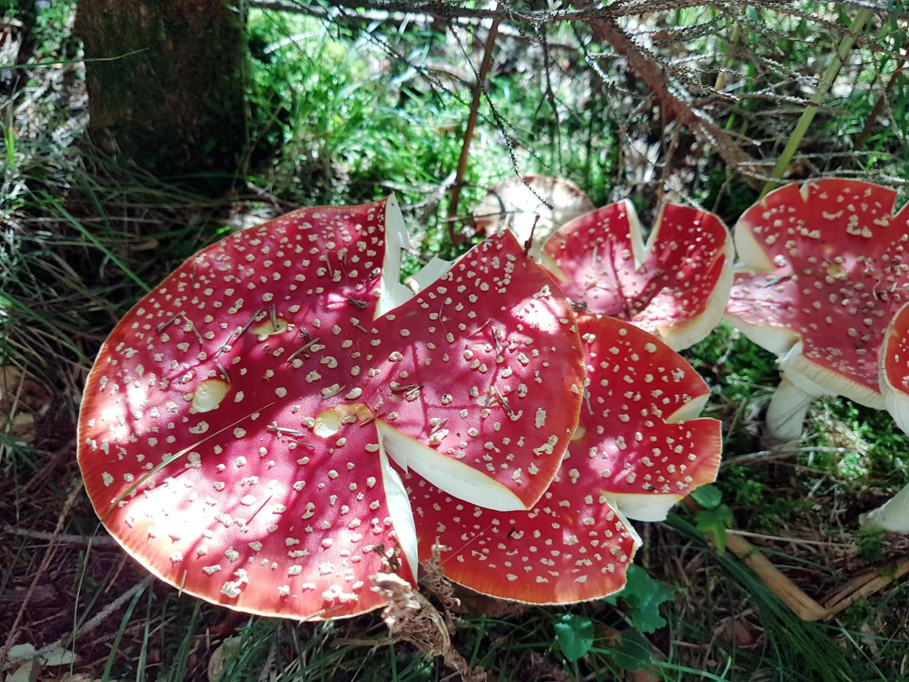 Area and facilities in Berggasthof Sonne Allgäu