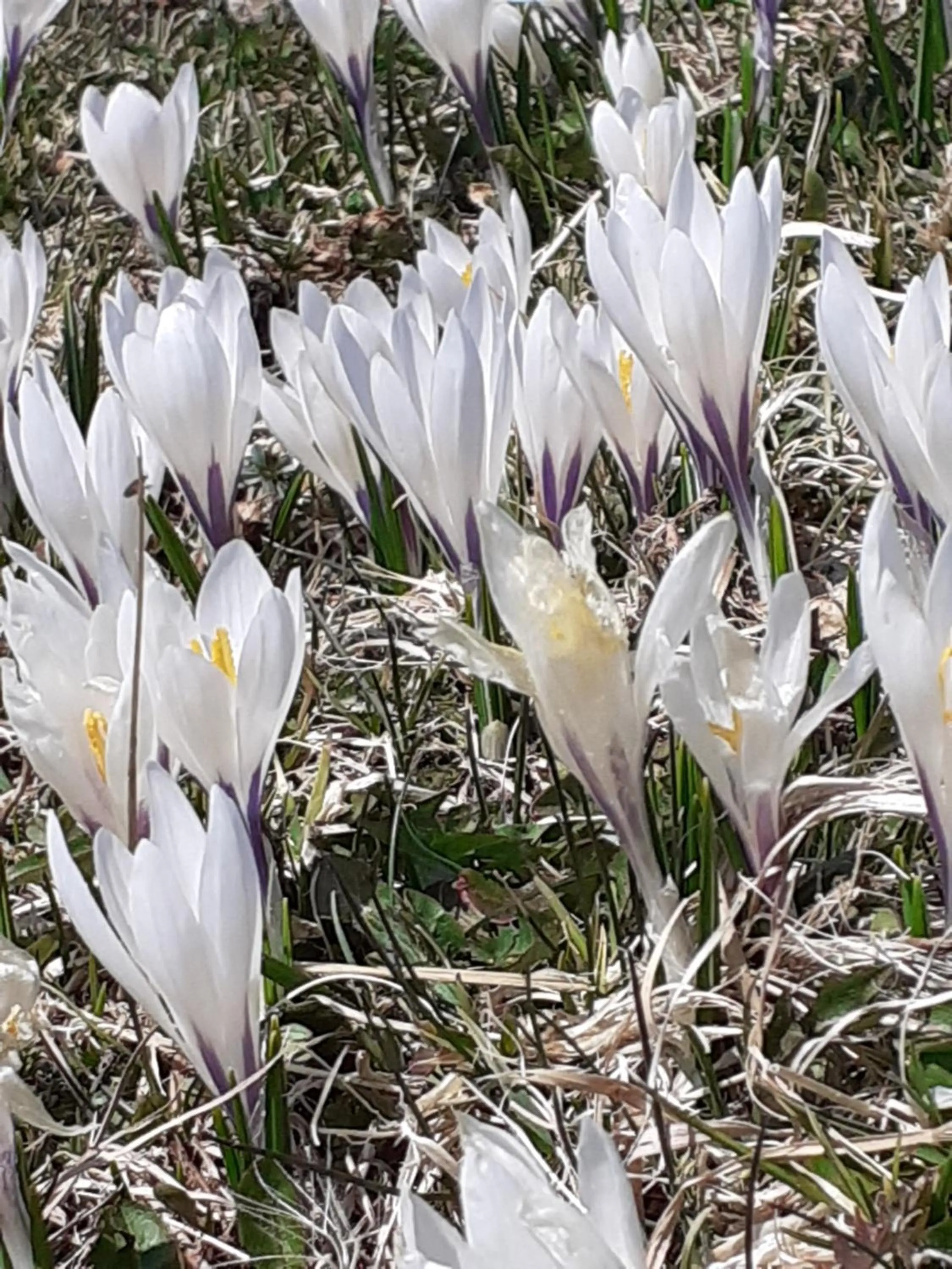 Restaurant/places to eat in Berggasthof Sonne Allgäu