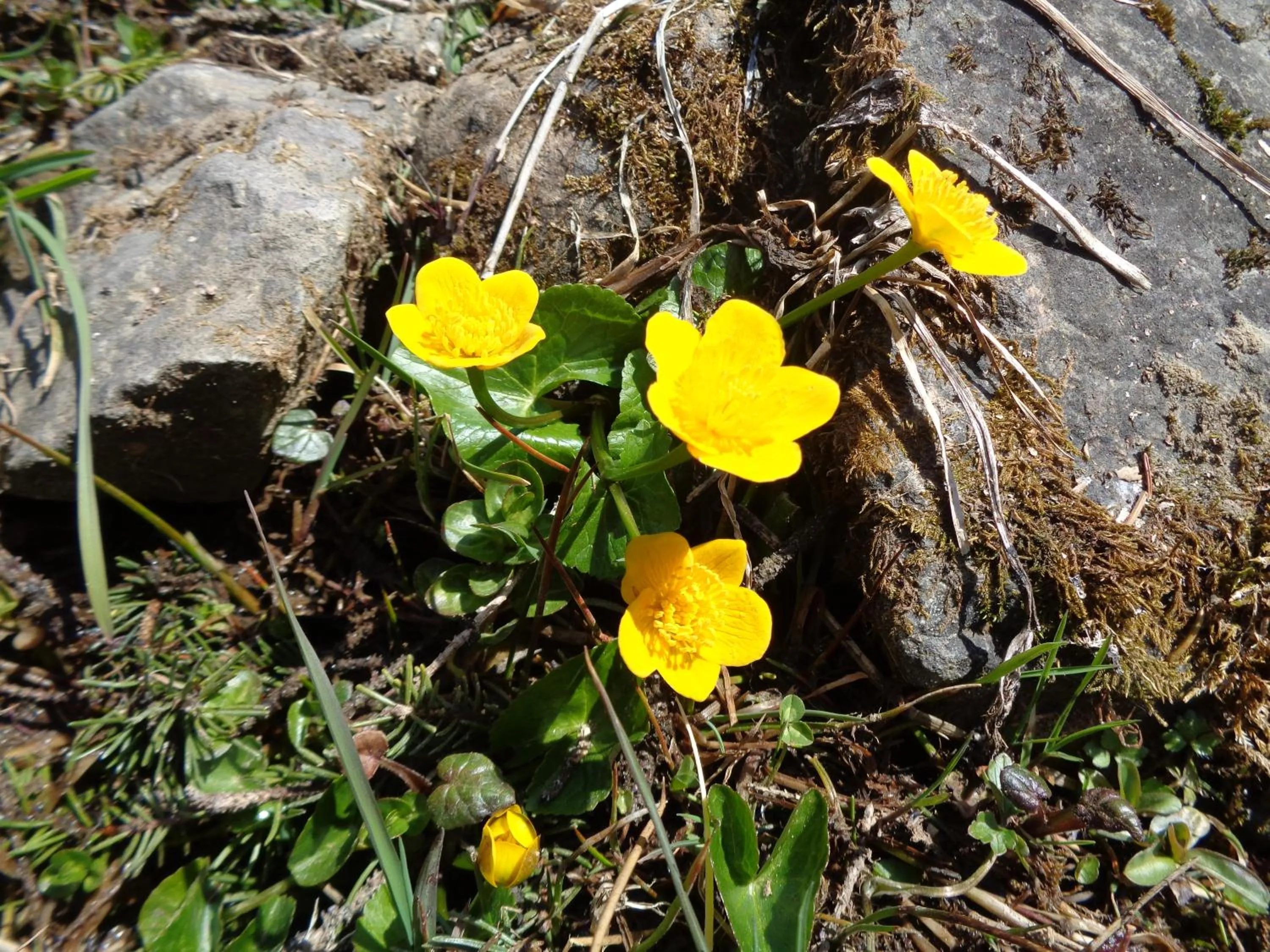 Natural landscape in Berggasthof Sonne Allgäu