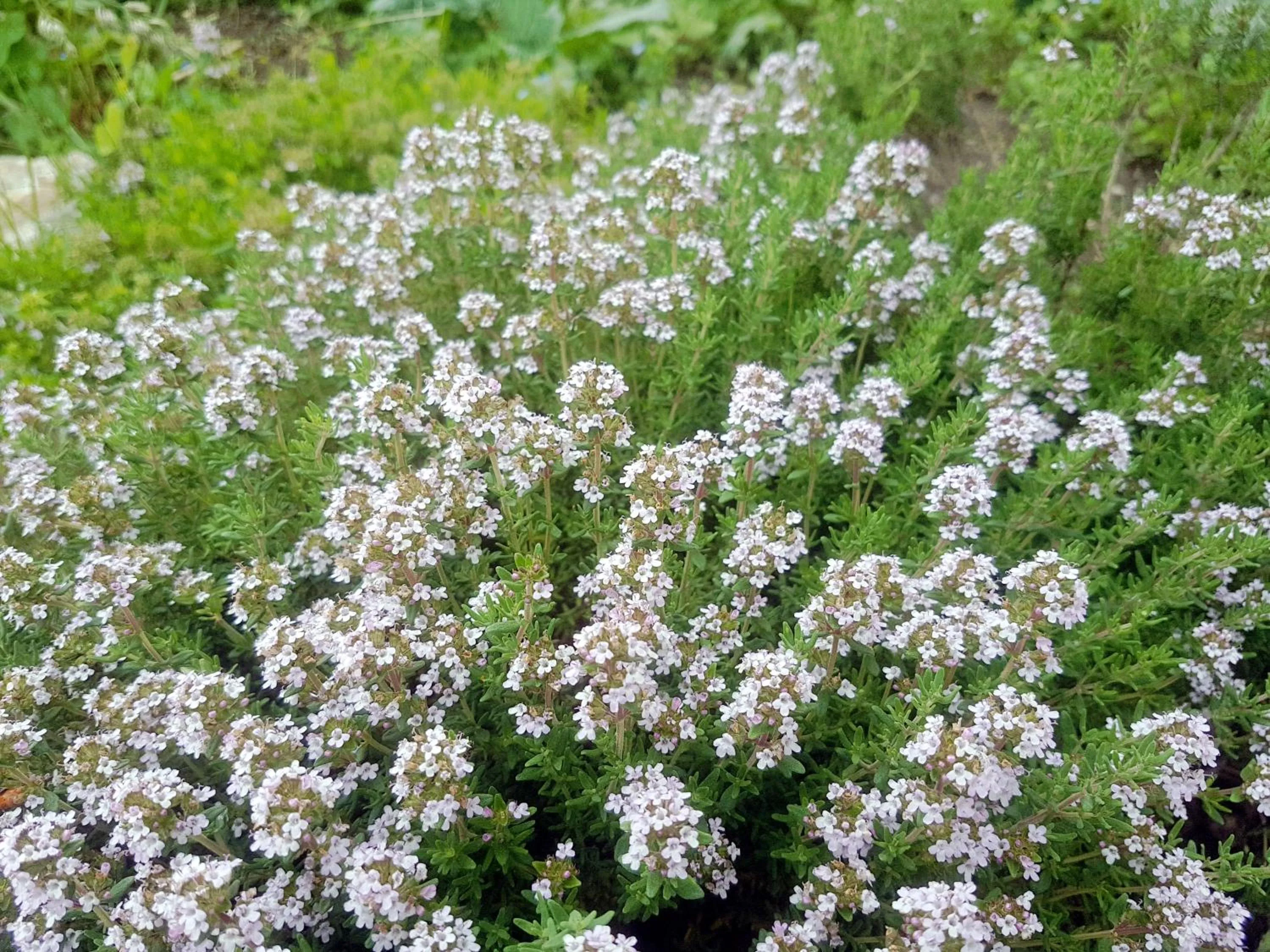 Area and facilities in Berggasthof Sonne Allgäu