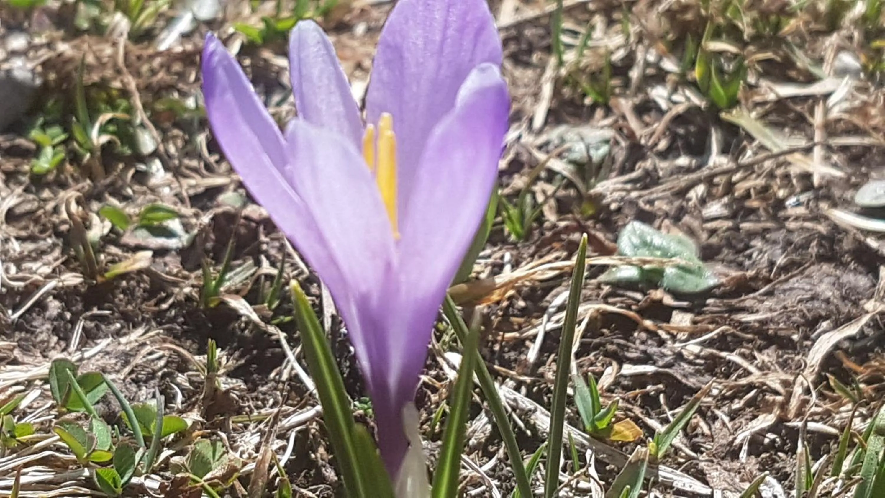 Natural landscape in Berggasthof Sonne Allgäu