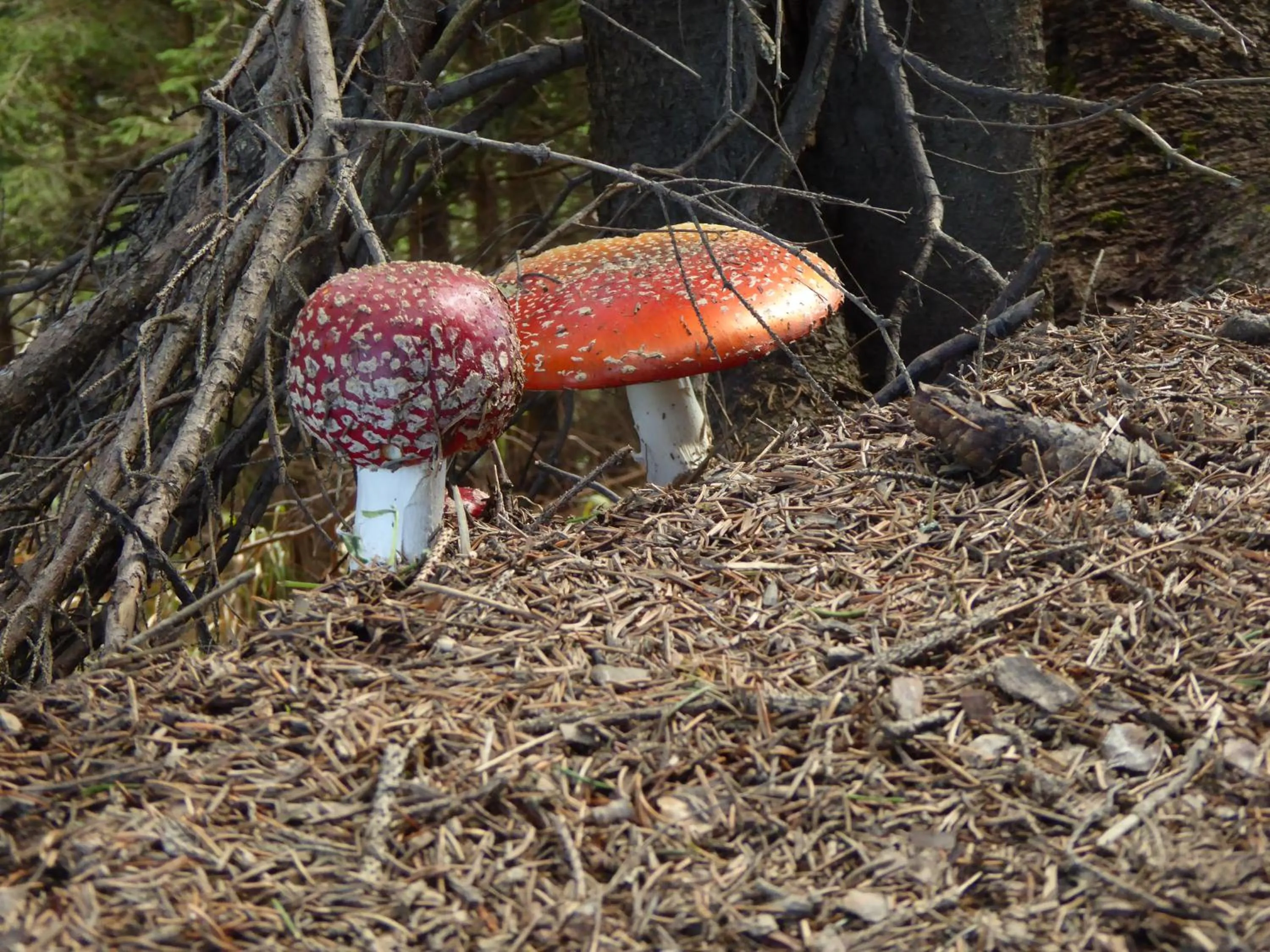 Off site in Berggasthof Sonne Allgäu