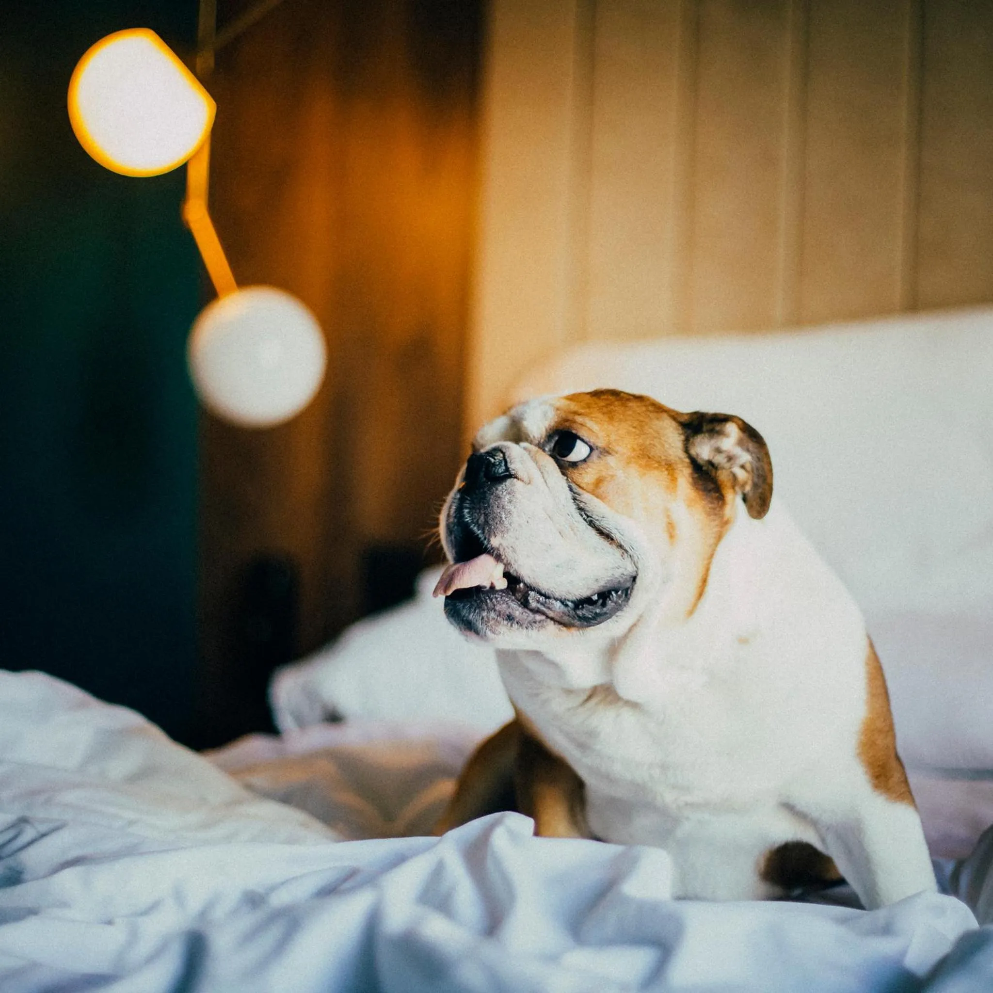 Animals, Bed in ICON Duplo Ribeira