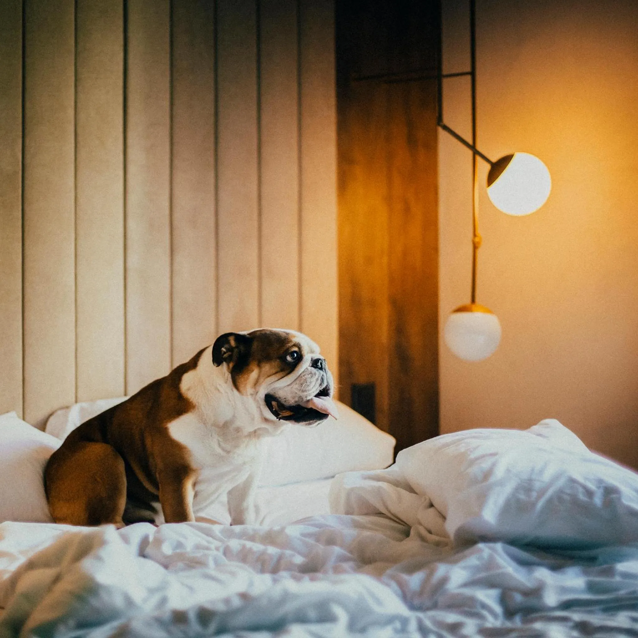 Animals, Bed in ICON Duplo Ribeira